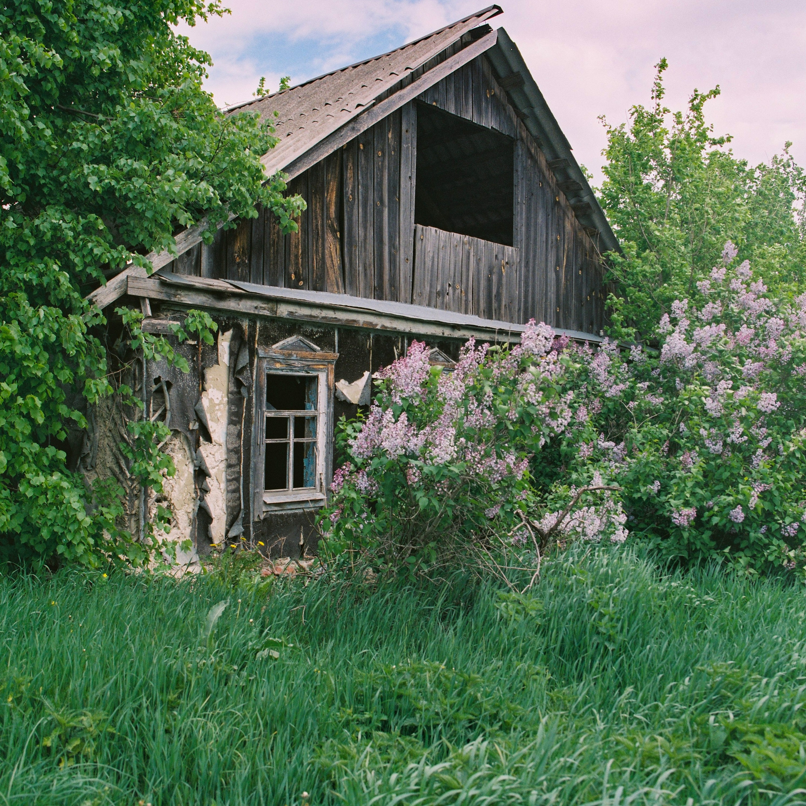 Lilac bush in front of abandoned house, hometown. 2025