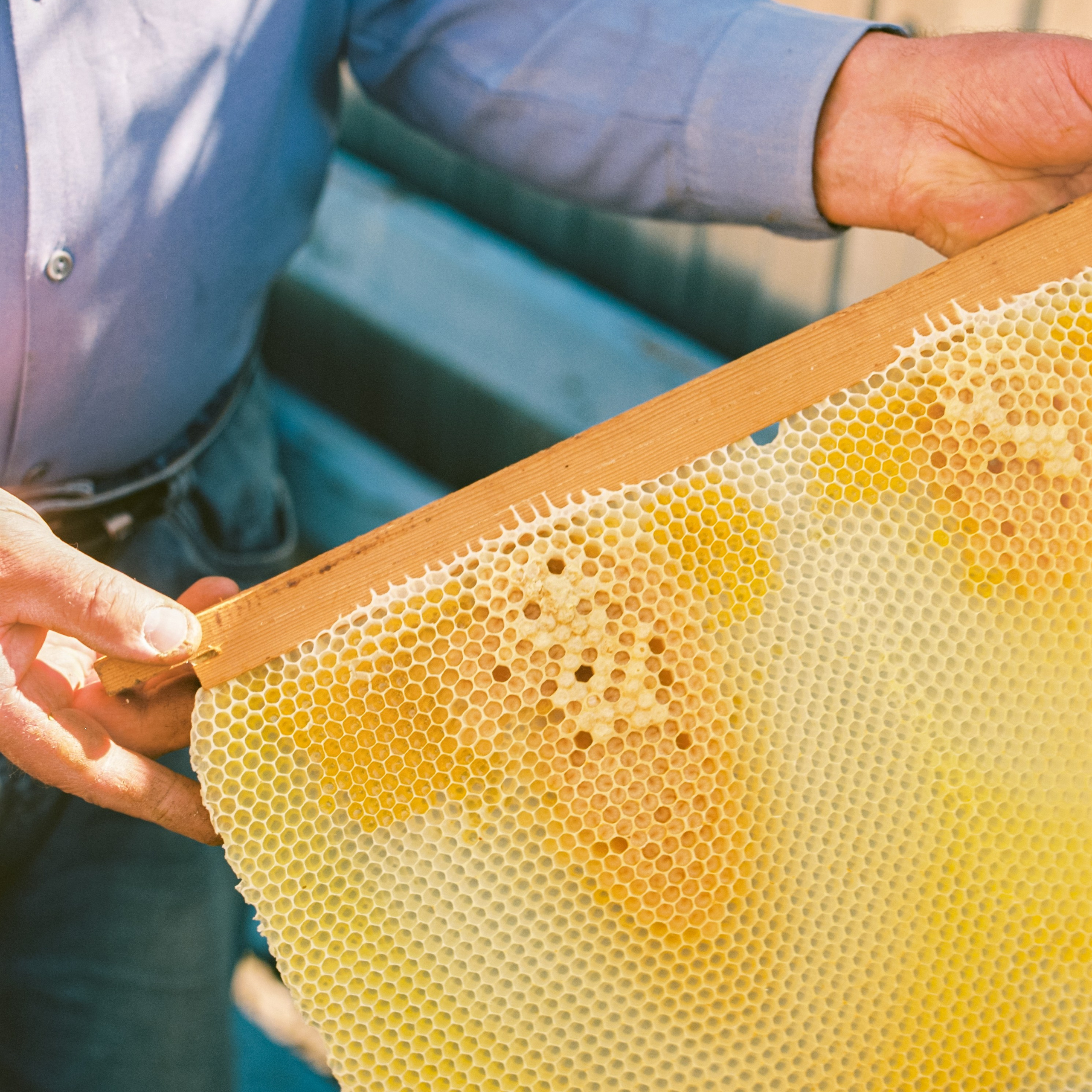 Honeycombs, hometown. 2025