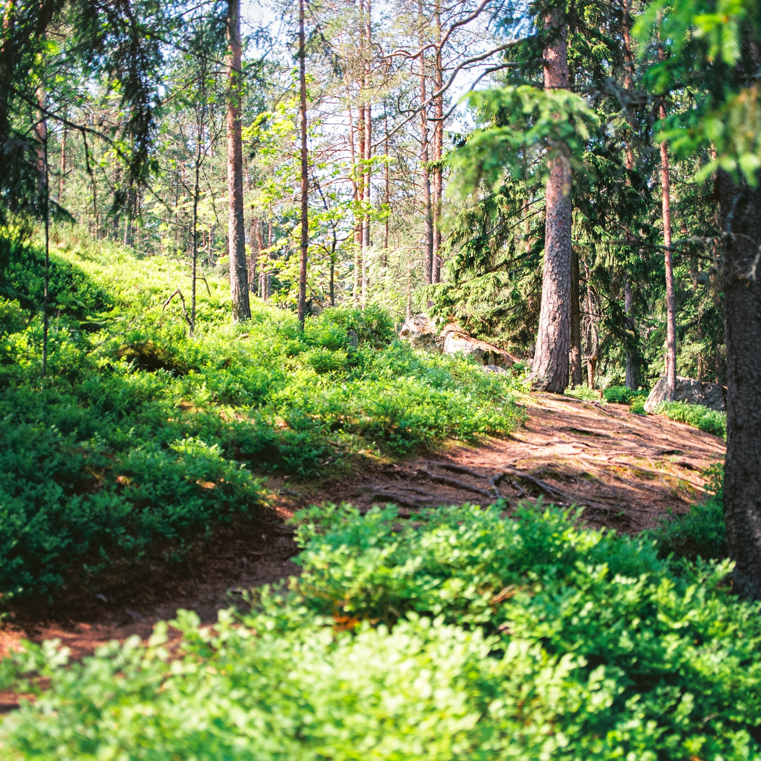 Vyborg, Leningrad Oblast. 2025