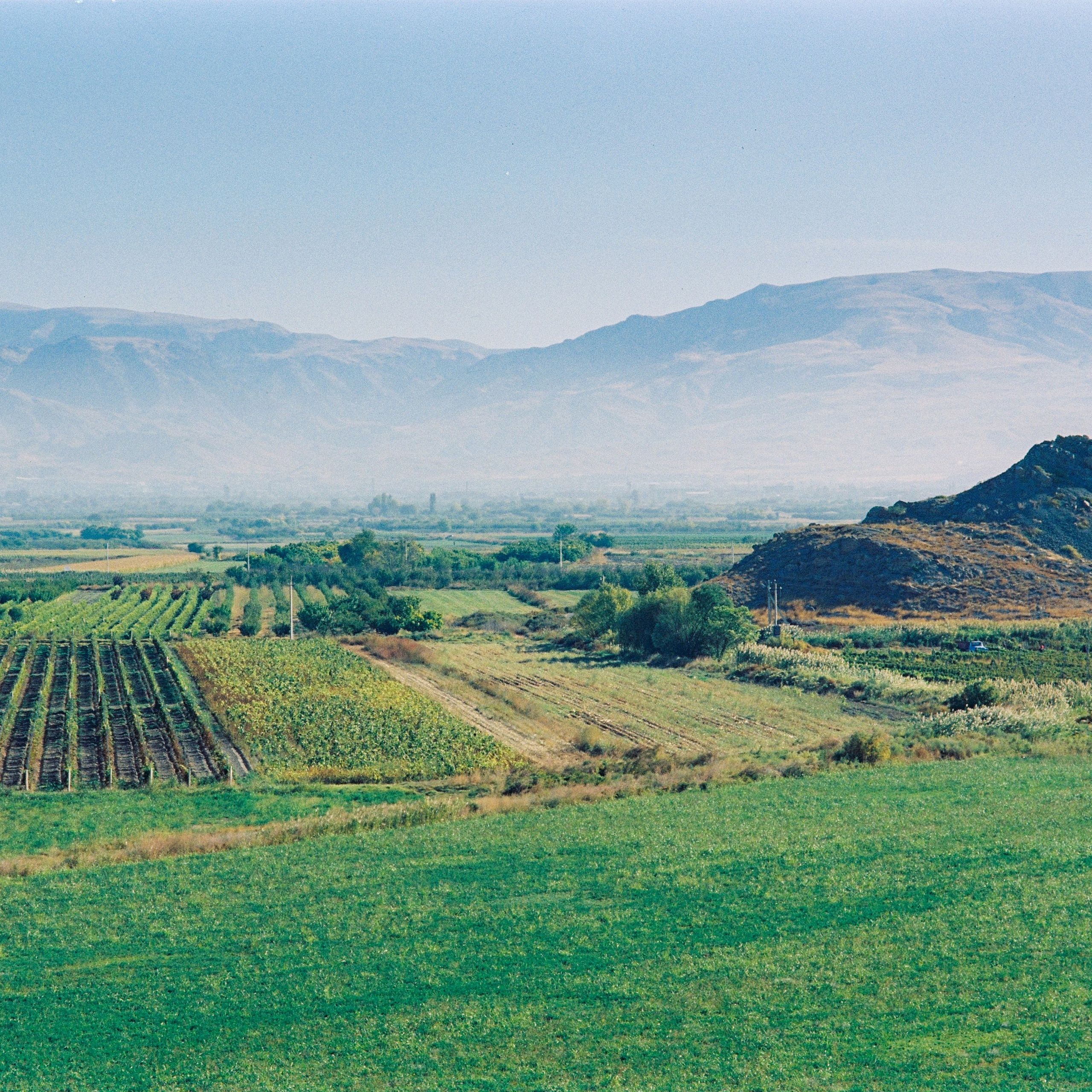  A vineyard near М4 highway, Armenia. 2025