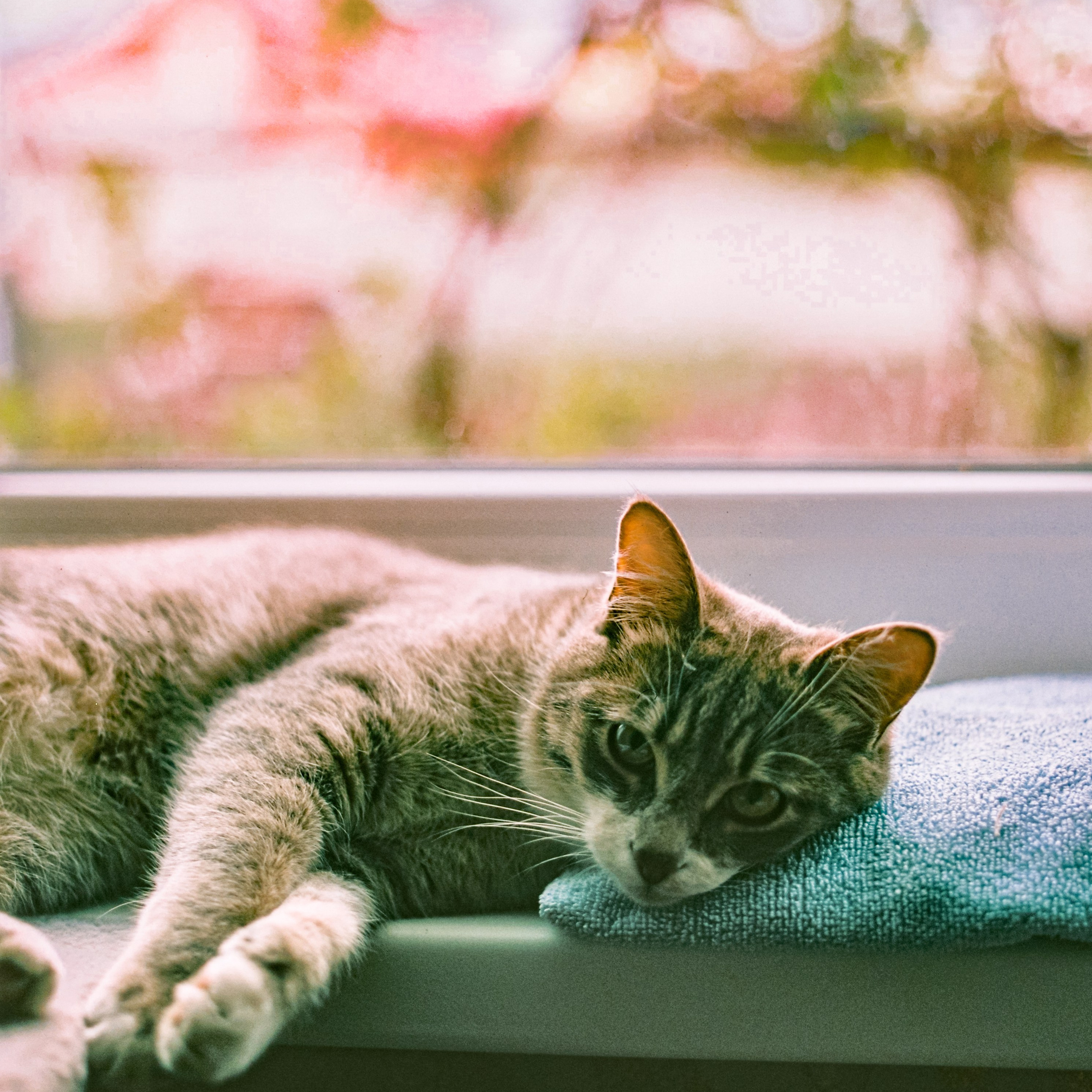 Cat on window sill, hometown. 2025