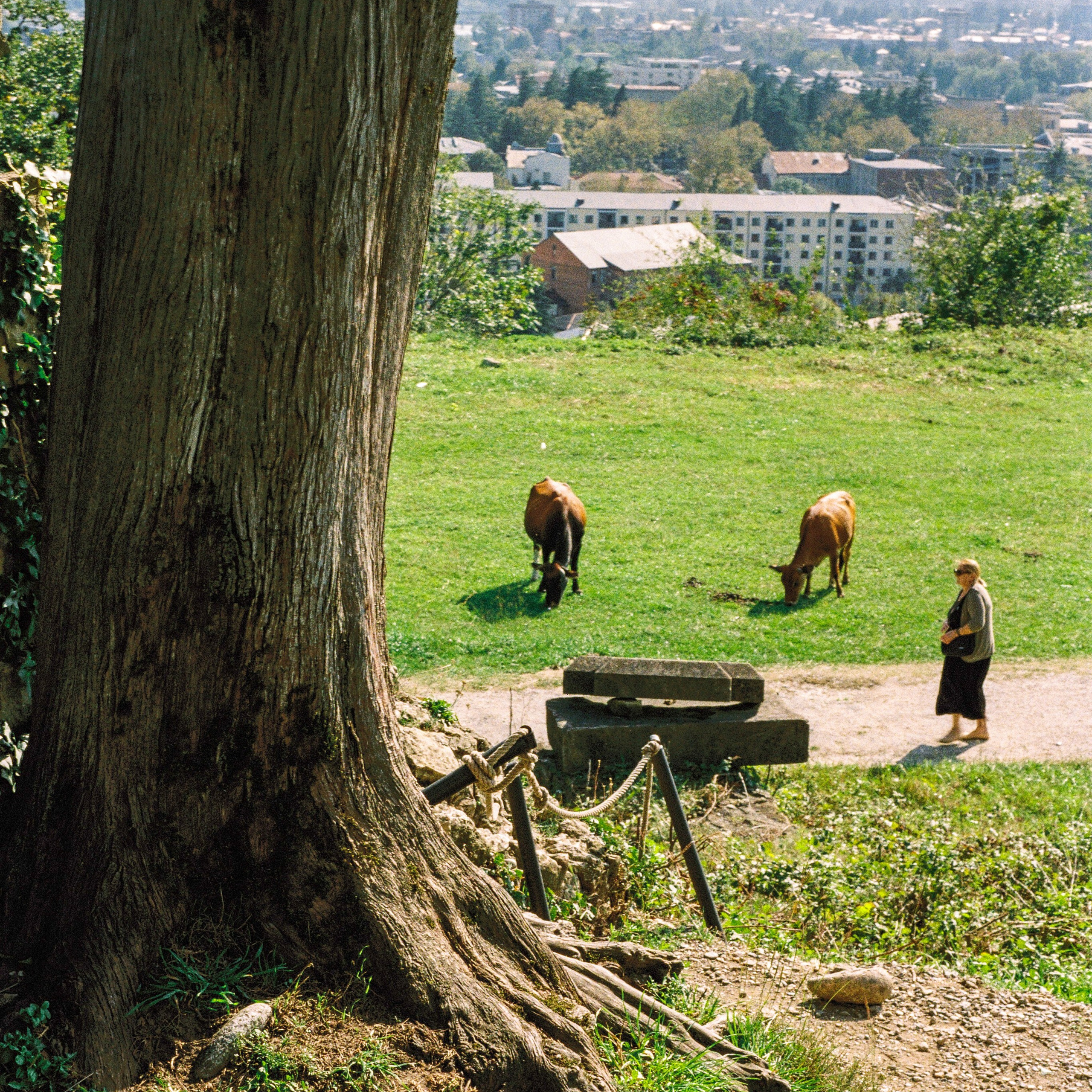 Near Bagrati Cathedral, Kutaisi, Georgia. 2025