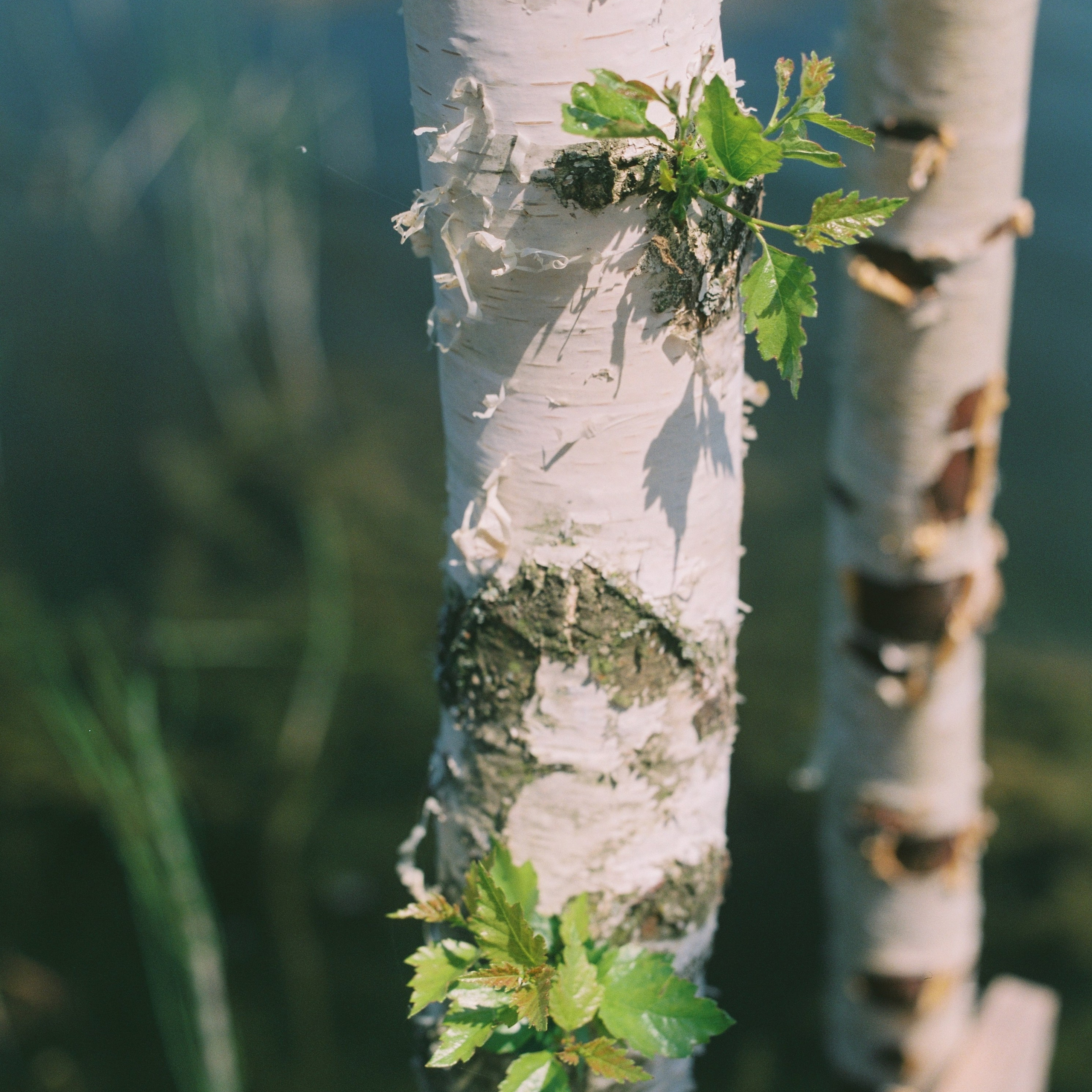 Yuzhny, Tula Oblast. 2025