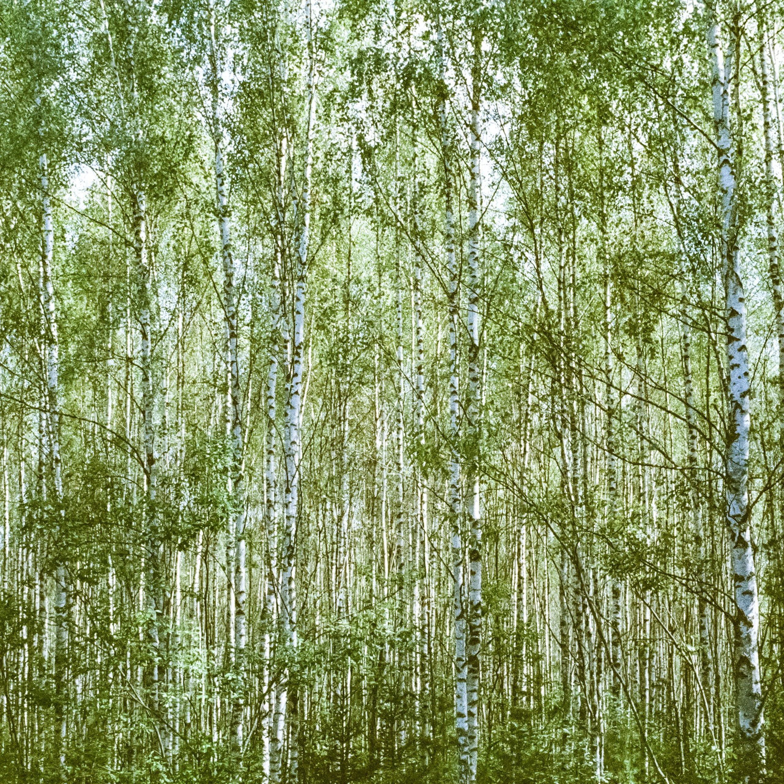 Nikola-Lenivets, Kaluga Oblast. 2024