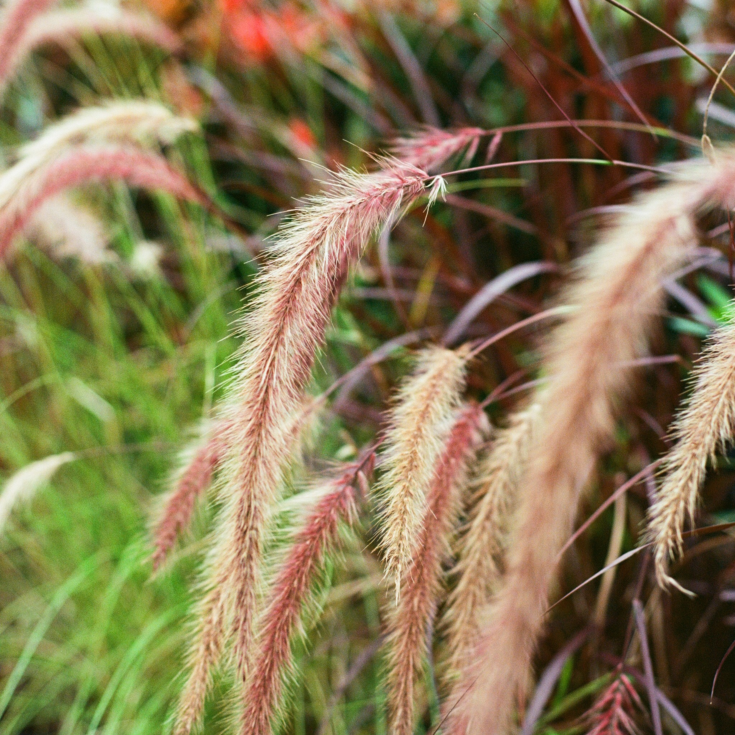 Bali, Indonesia. 2025