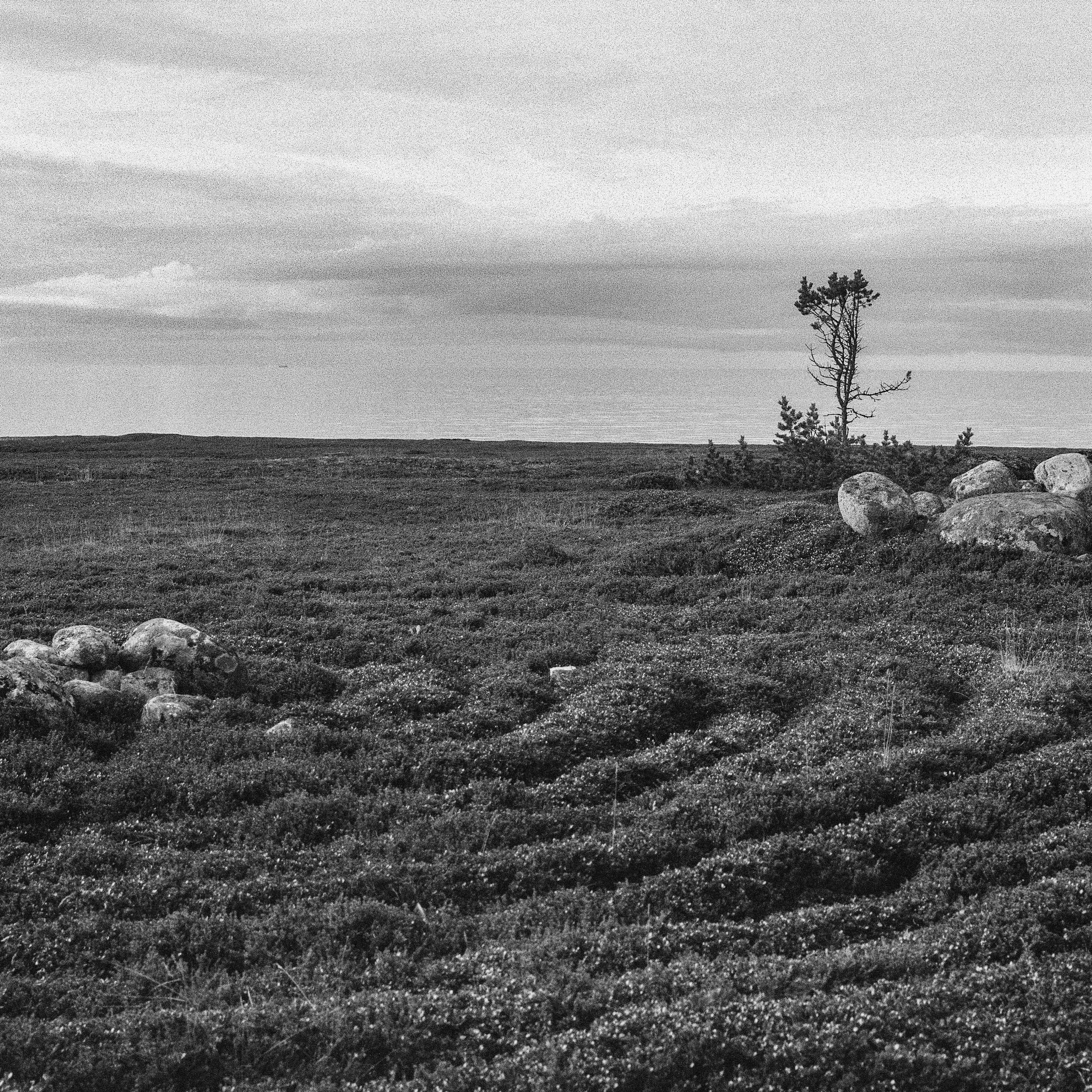 Bolshoy Zayatsky Island, White Sea. 2026