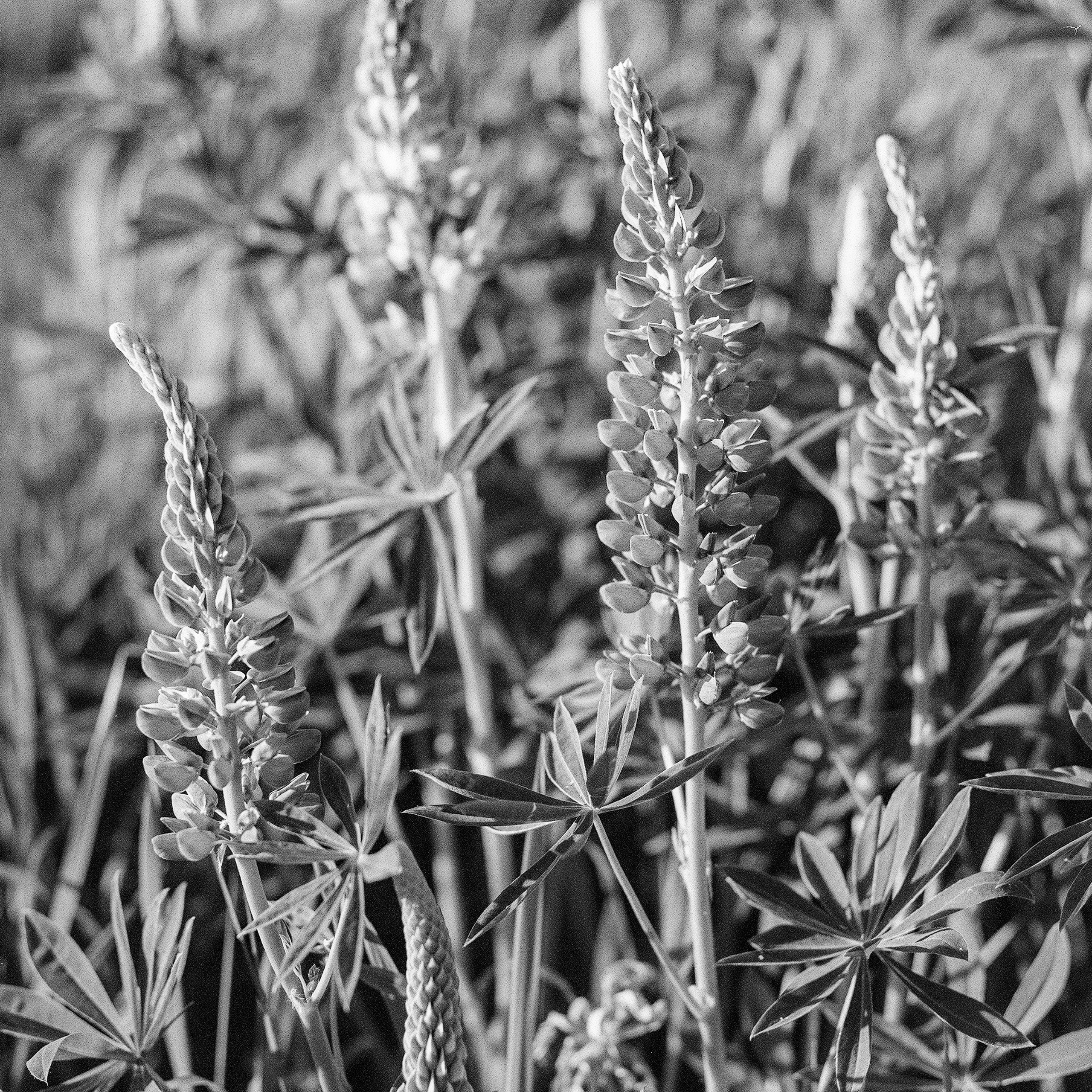 Putilkovo, Moscow Oblast. 2024