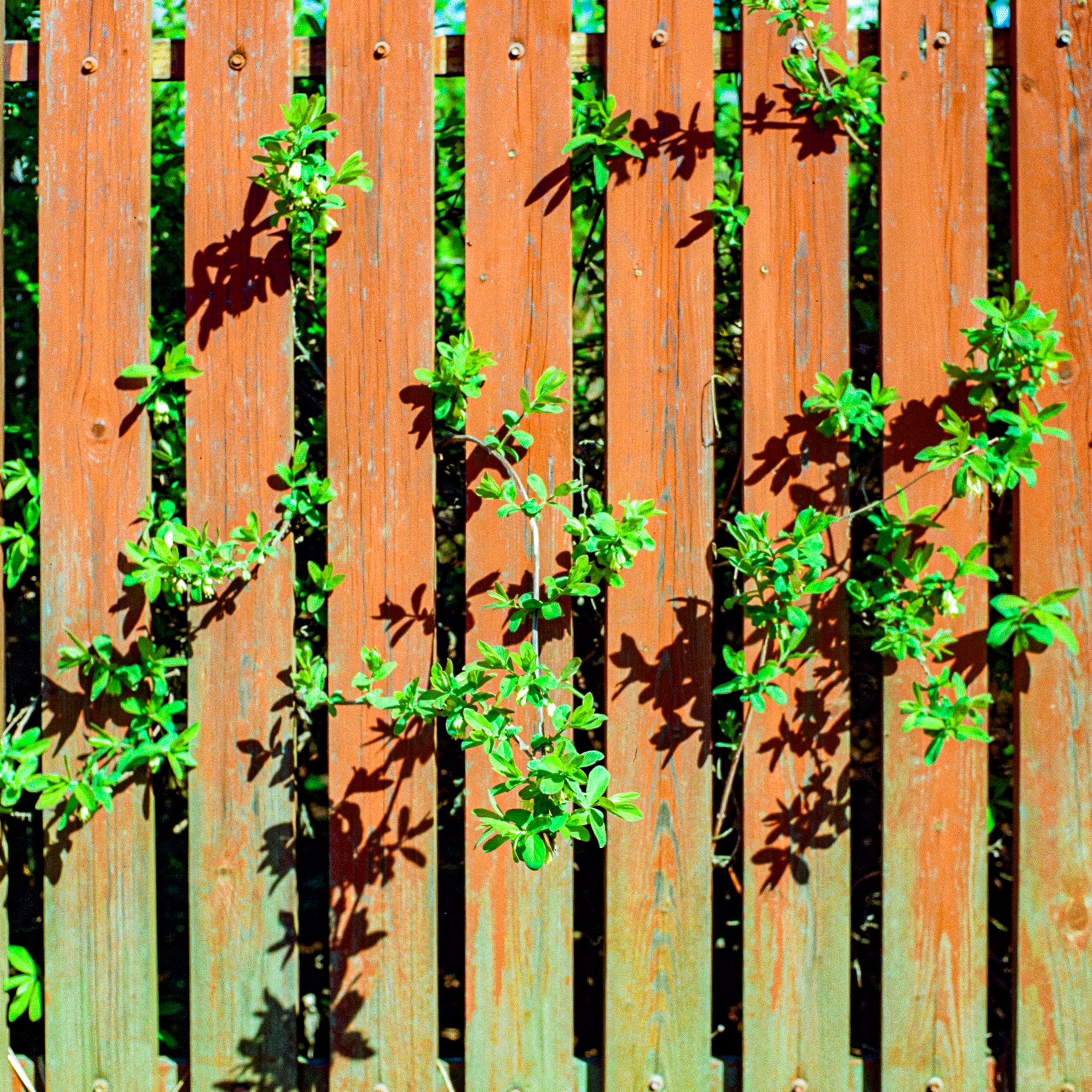 Rostov Veliky, Yaroslavl Oblast. 2024