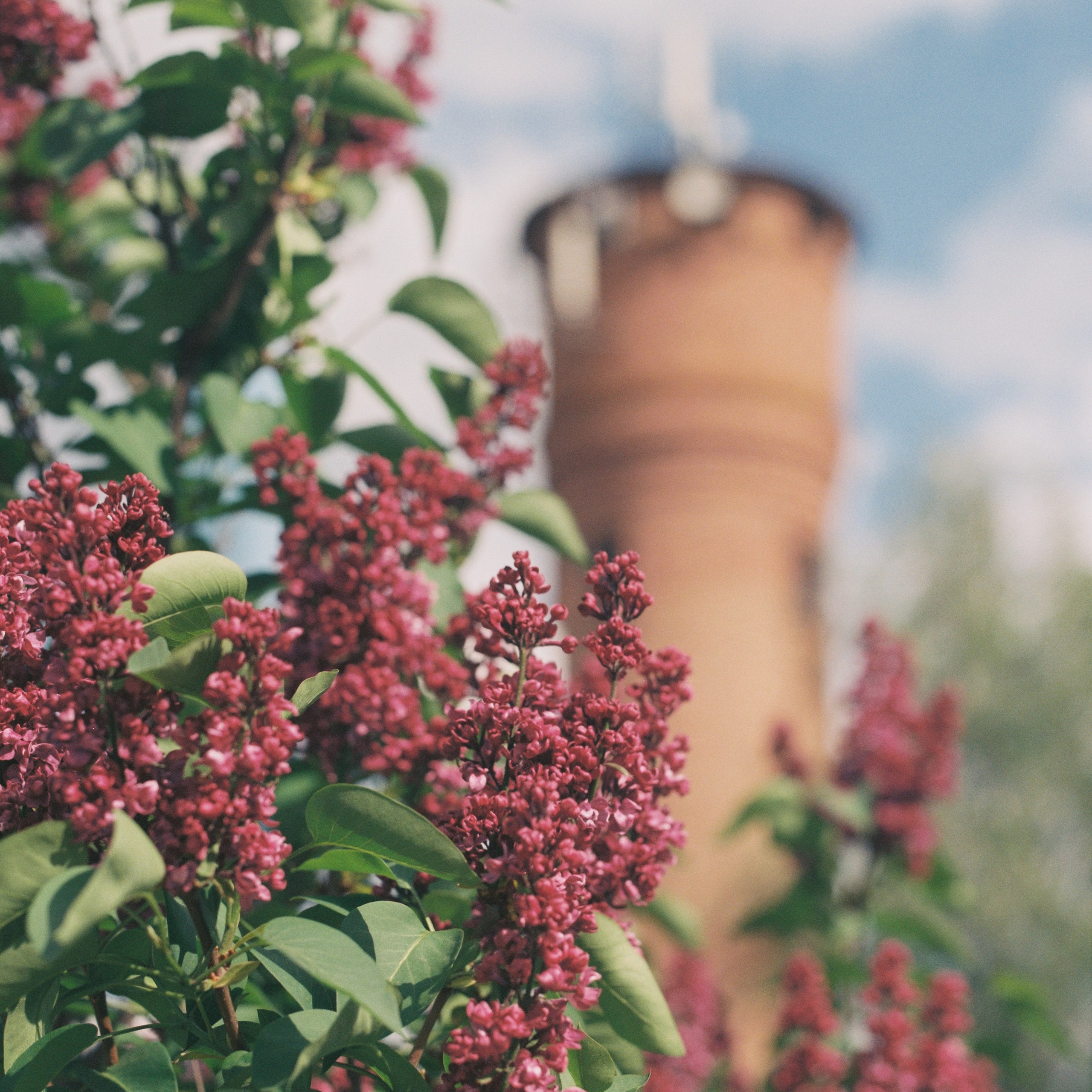 Lilac bush and water tower, hometown. 2025