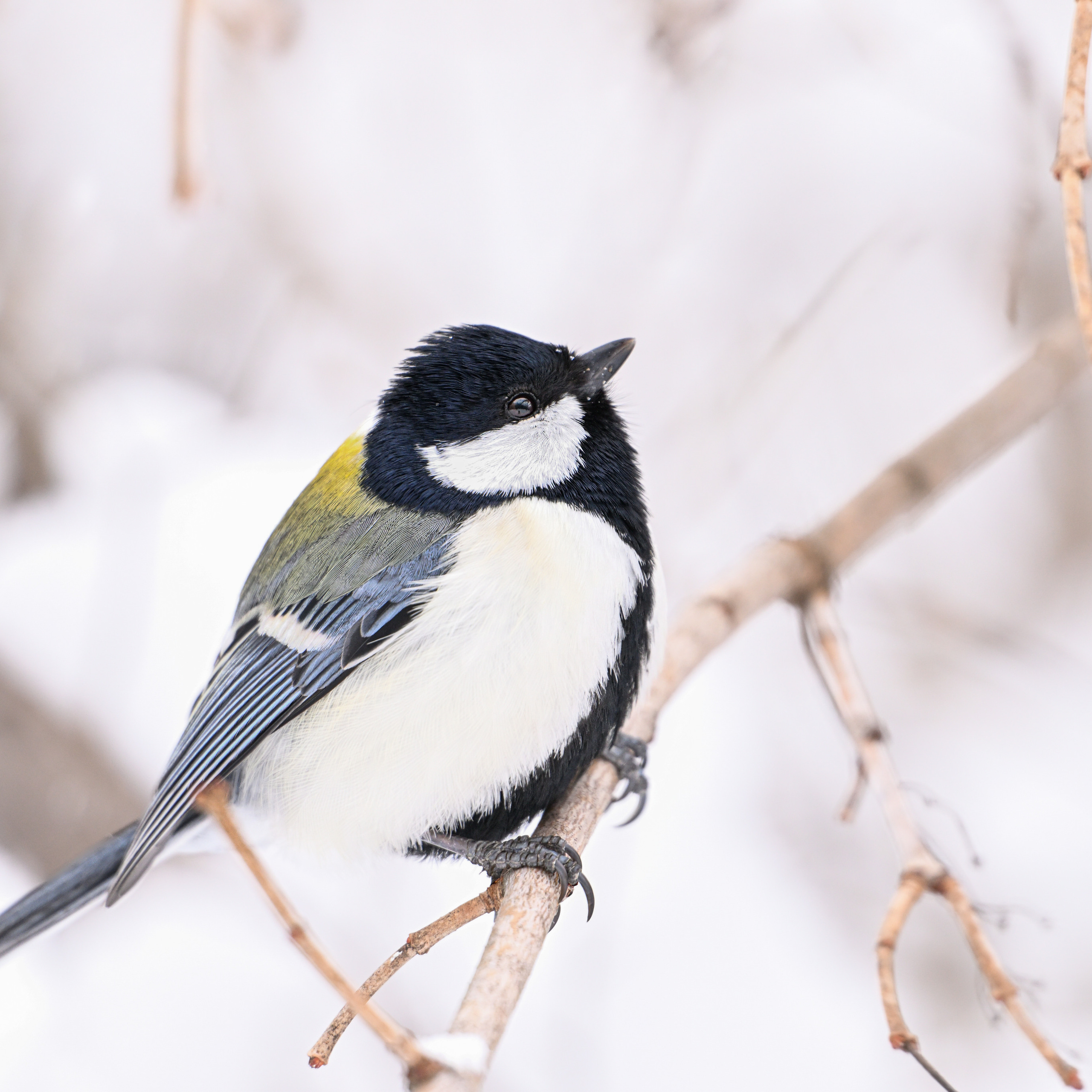 Nikon анонсирует Z 180-600 мм F5.6-6.3 VR и Z 70-180 мм F2.8. Фотограф — видеограф в Москве Дмитрий Менделеев