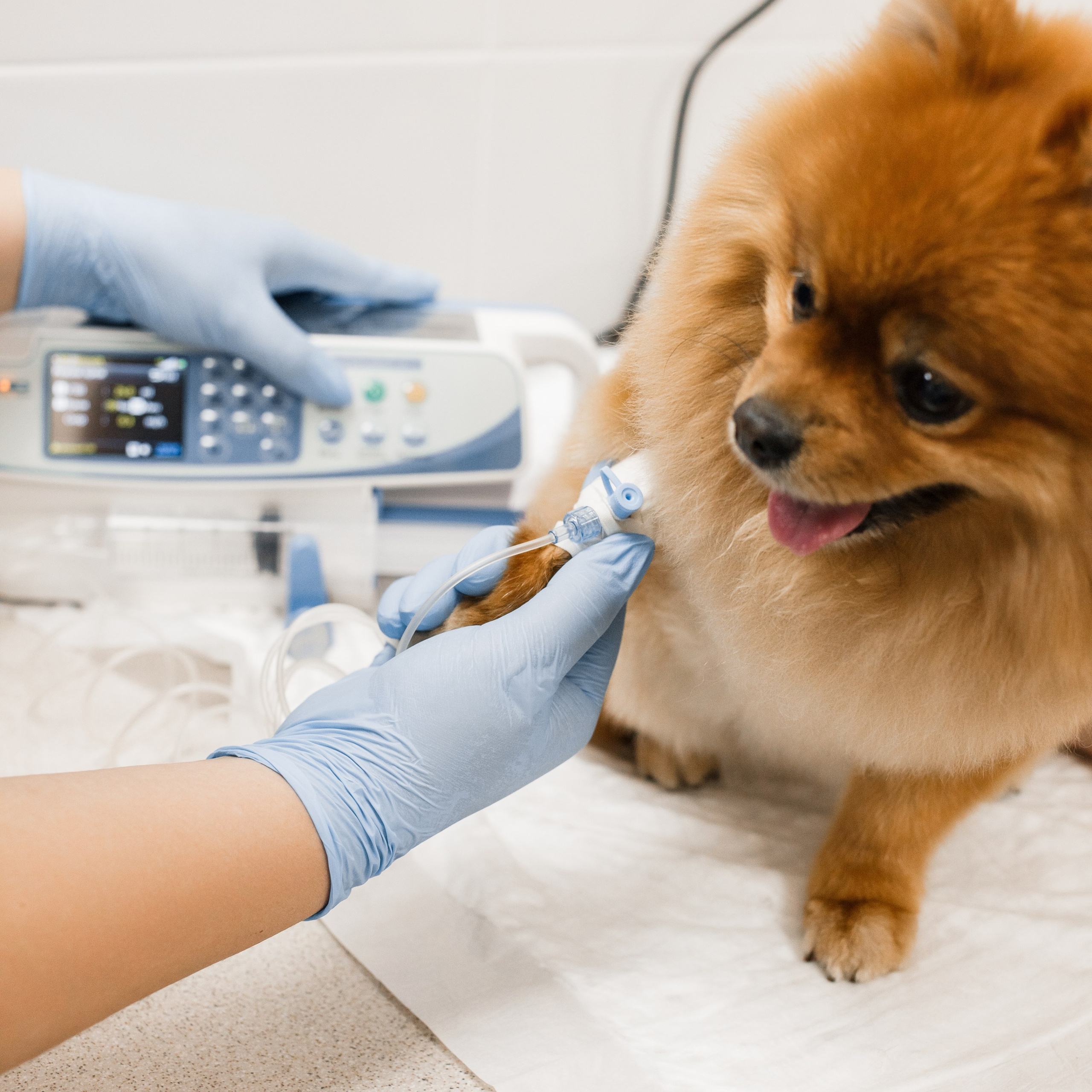 Ветеринарная клиника