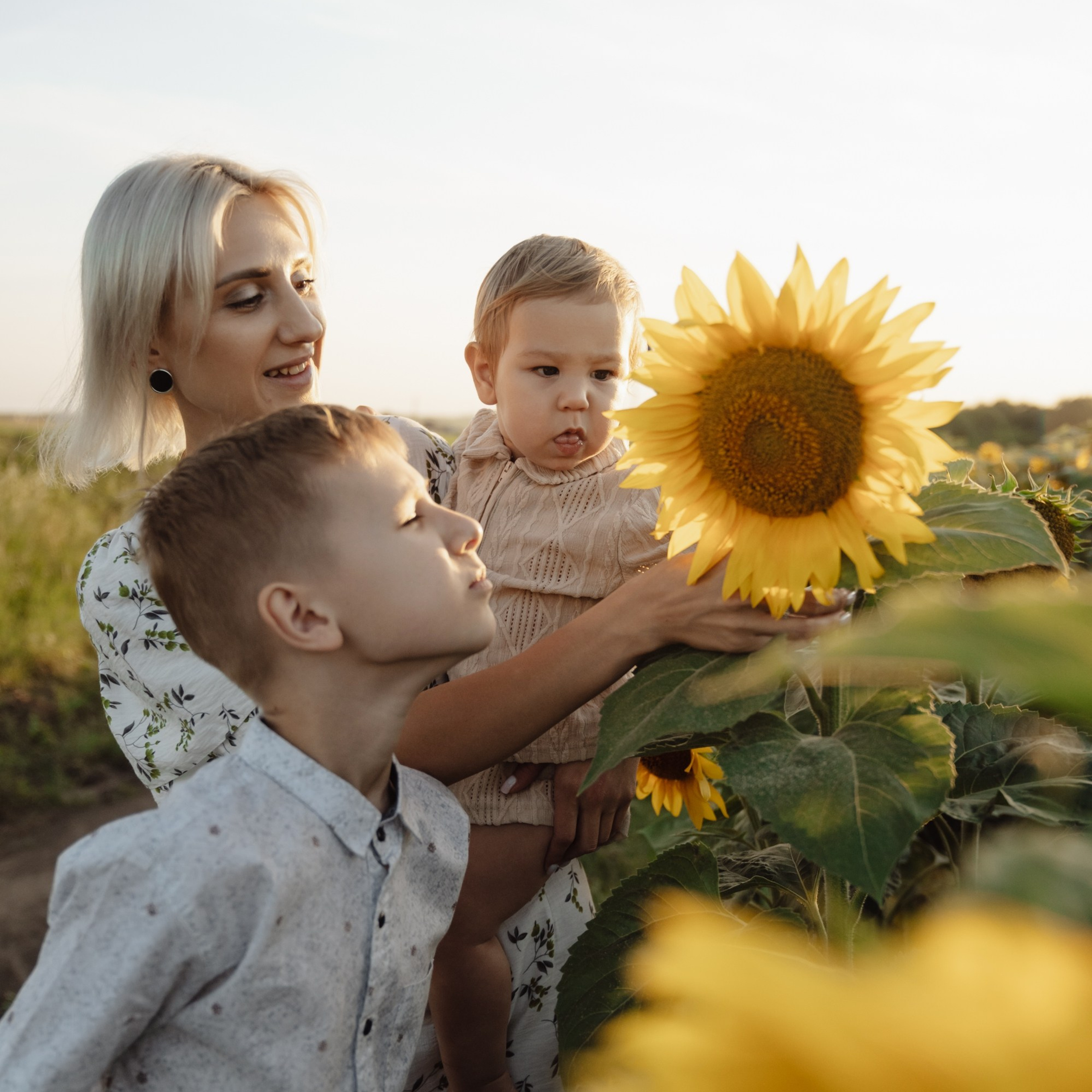 Подсолнухи