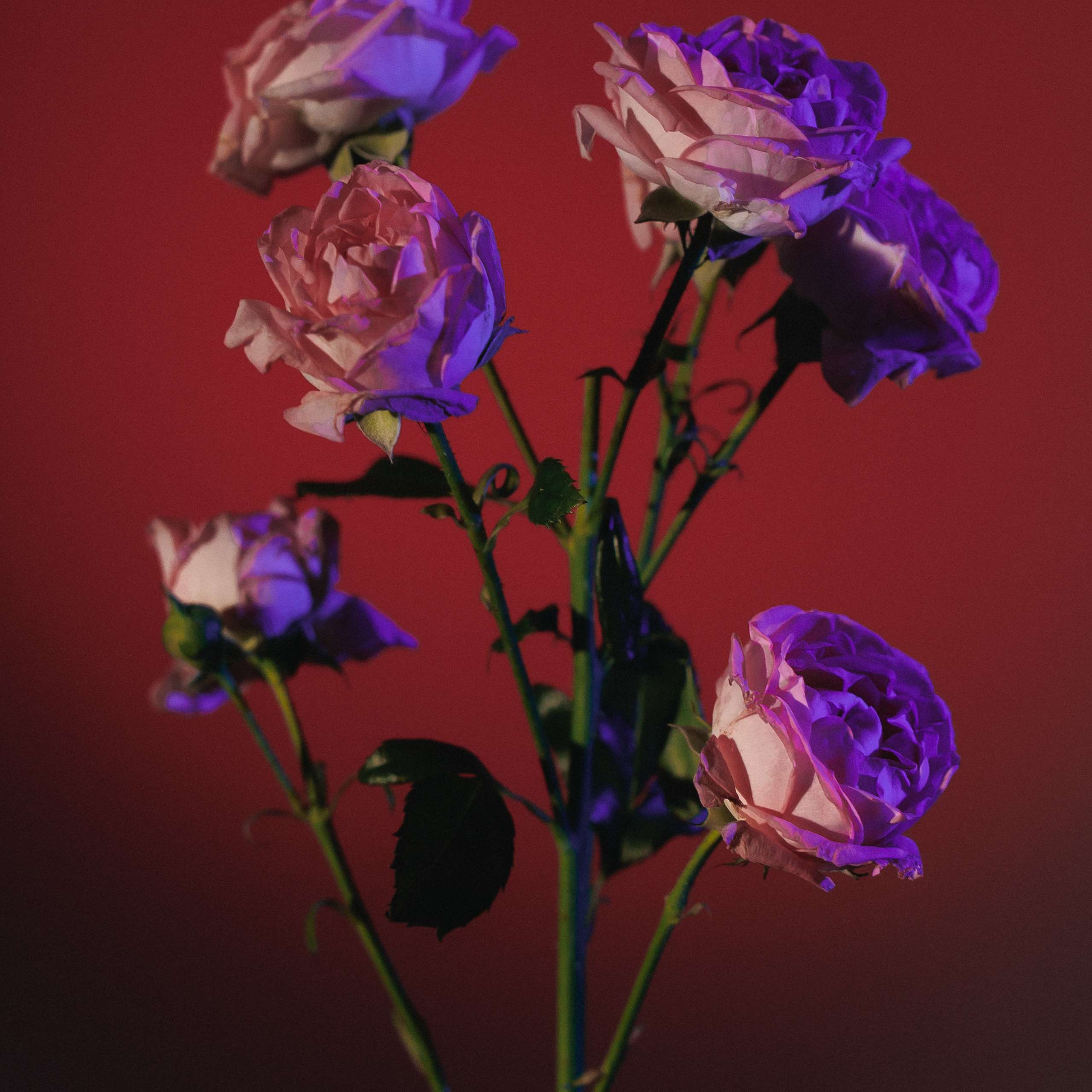 Отзывы. Свадебный фотограф Станислав Стиви