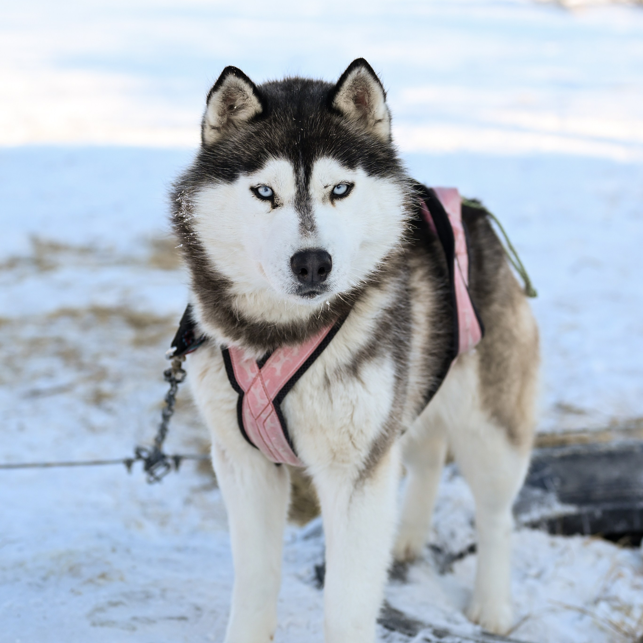 ОТЗЫВЫ. Свадебный и семейный фотограф в Хабаровске Оксана Новикова