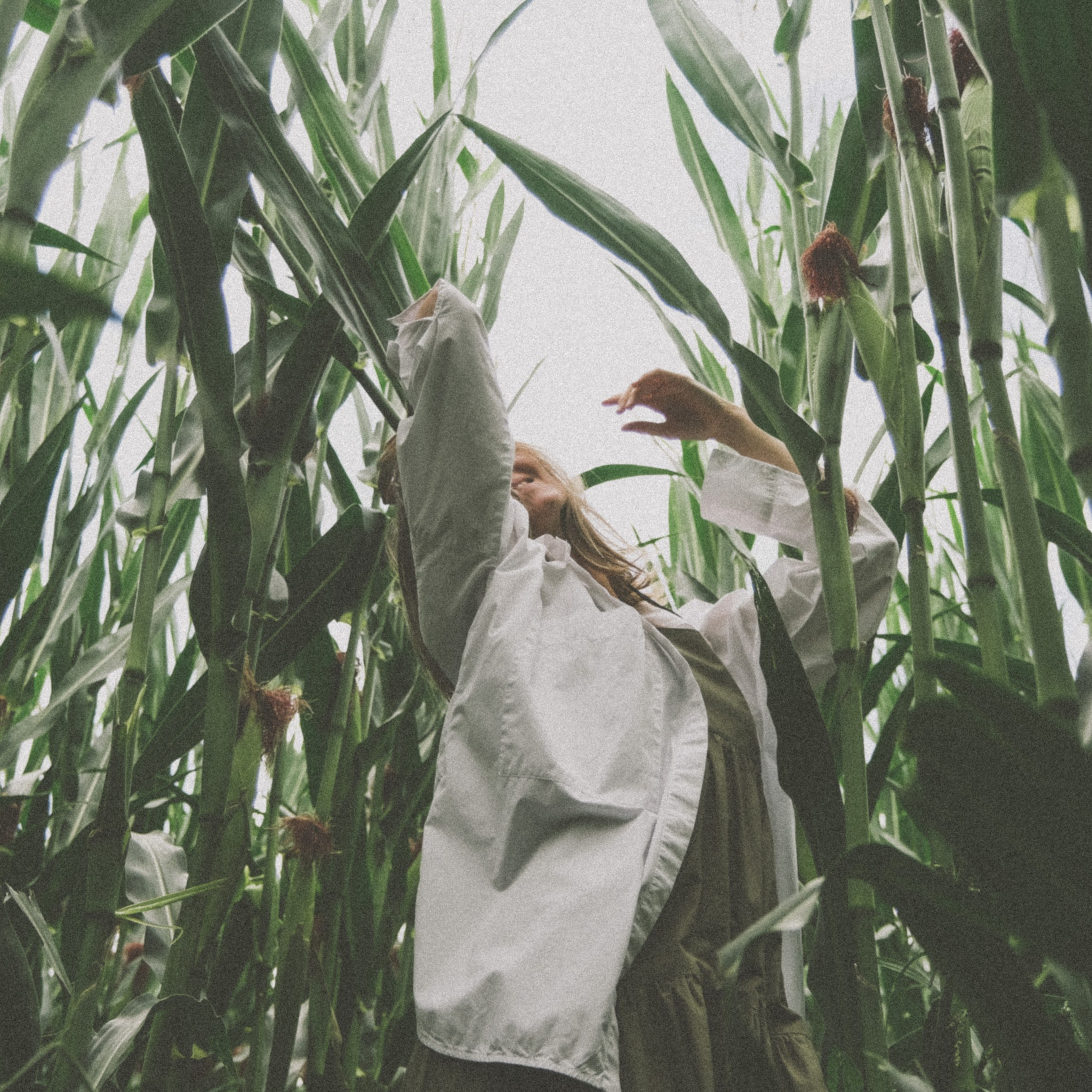 В кукурузном поле