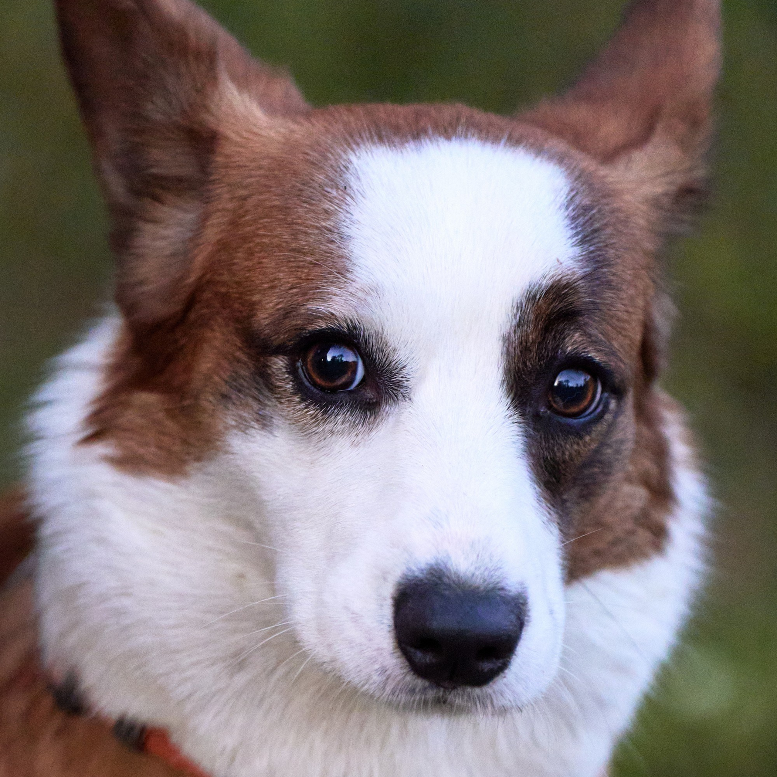 Съемка собак