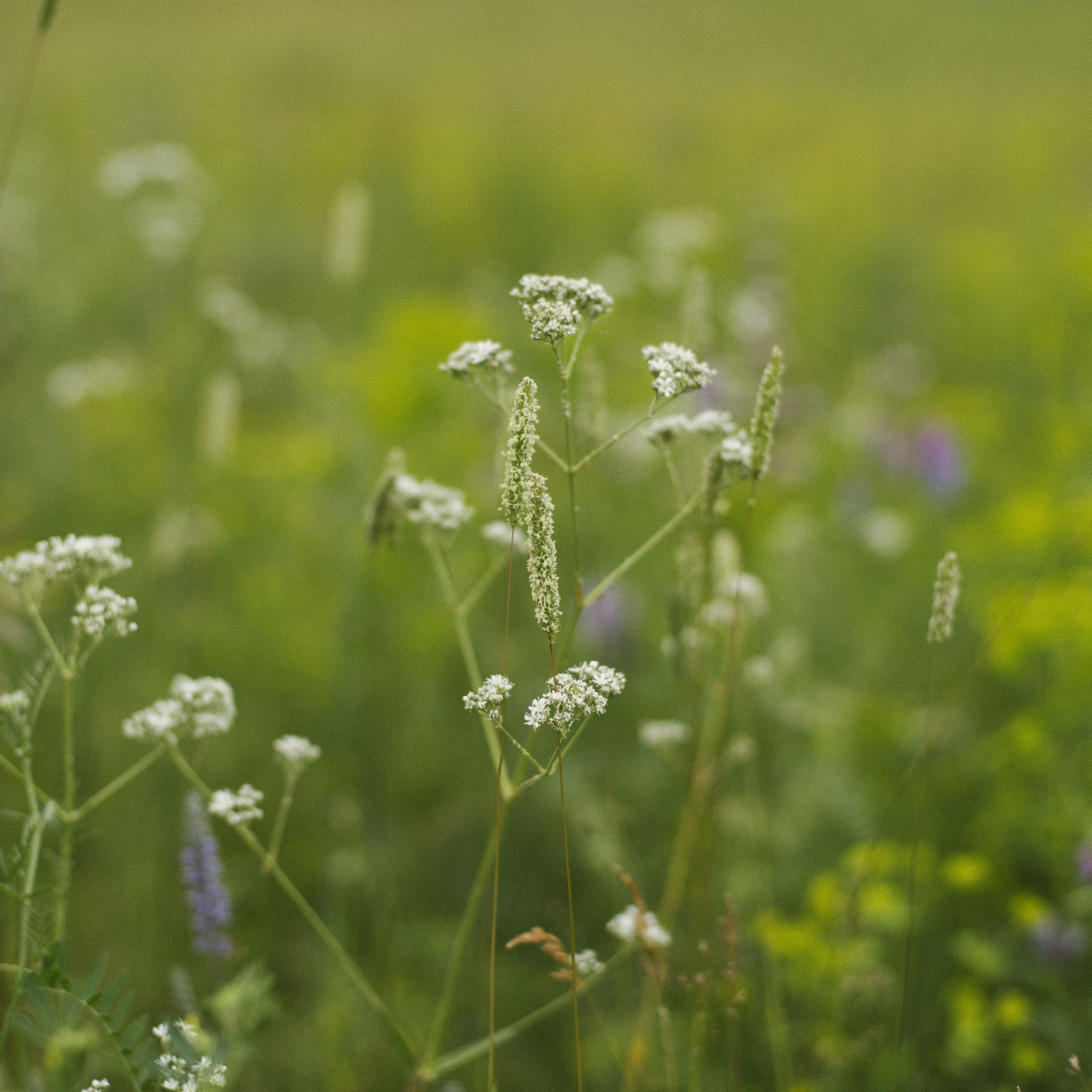 Алтай 2022. Главная