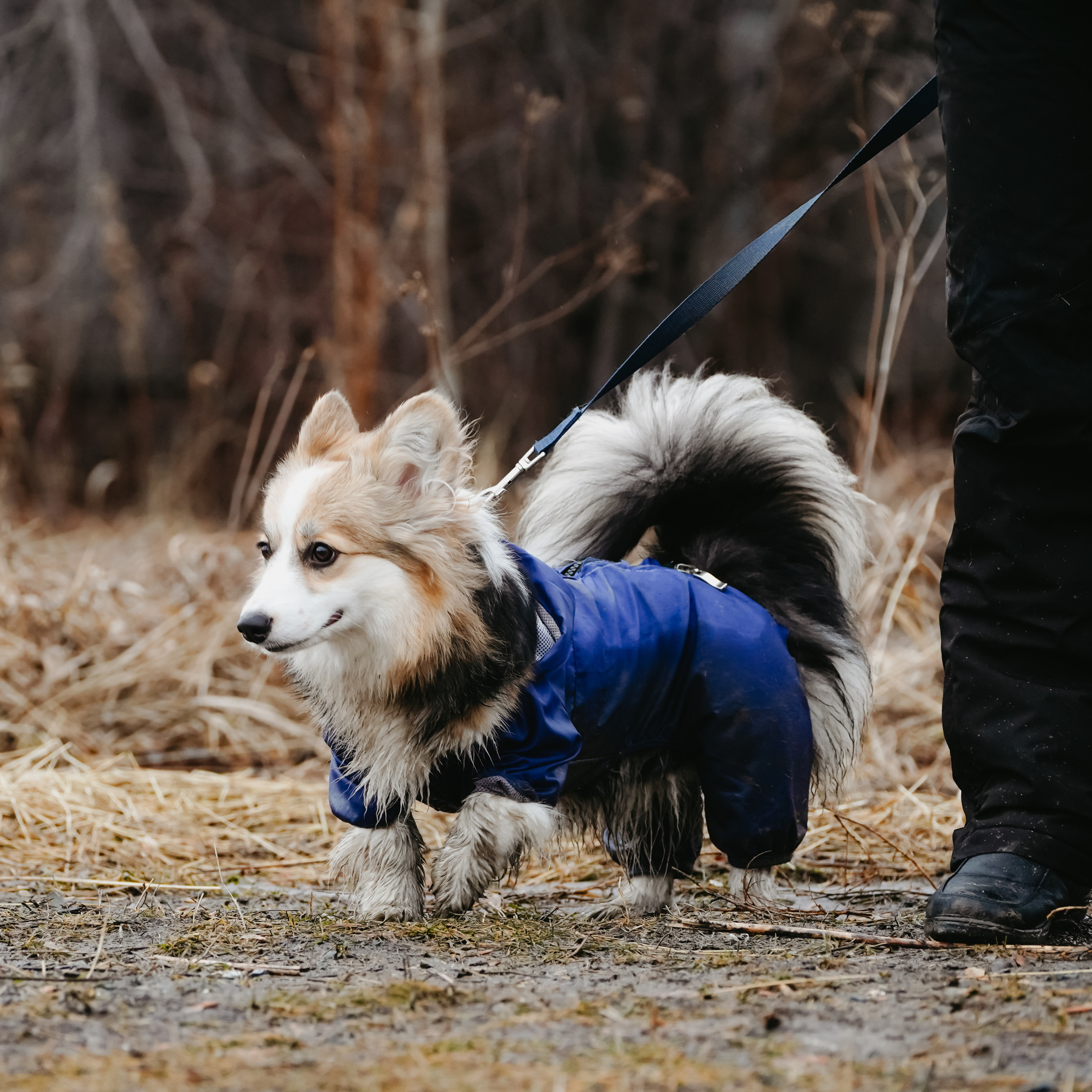 Клуб любителей собак «CANIS»