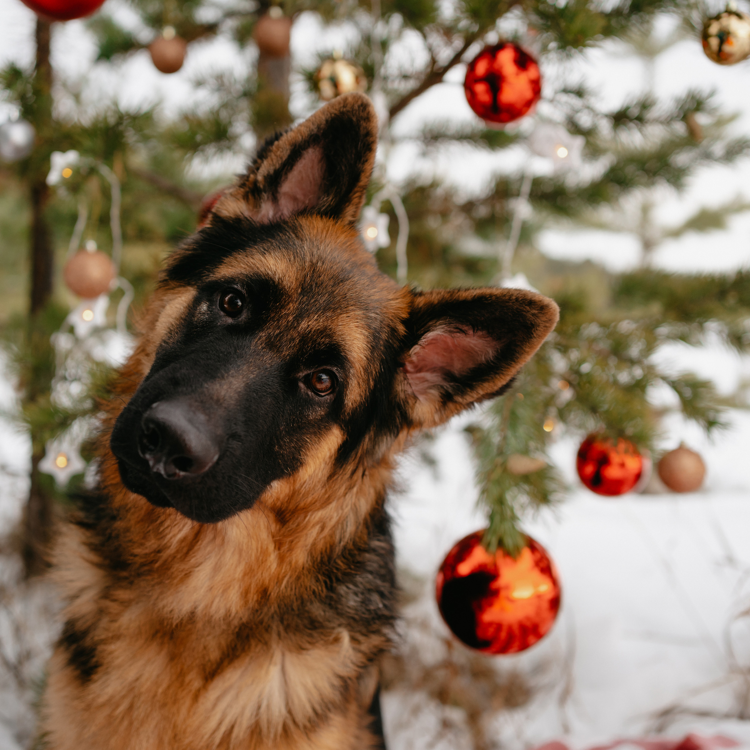 Отзывы. Фотограф-анималист Анастасия Большакова