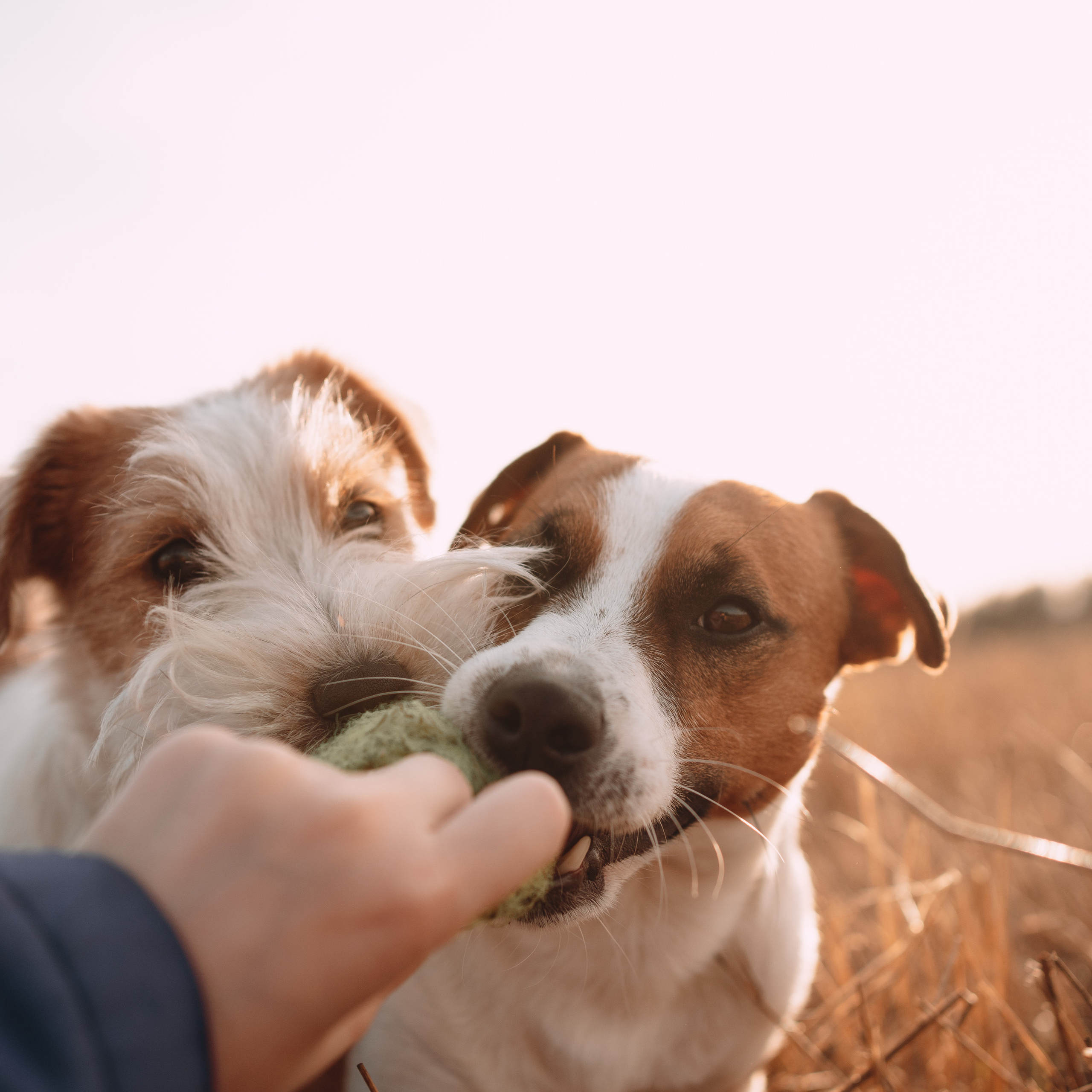 Арти и Тедди