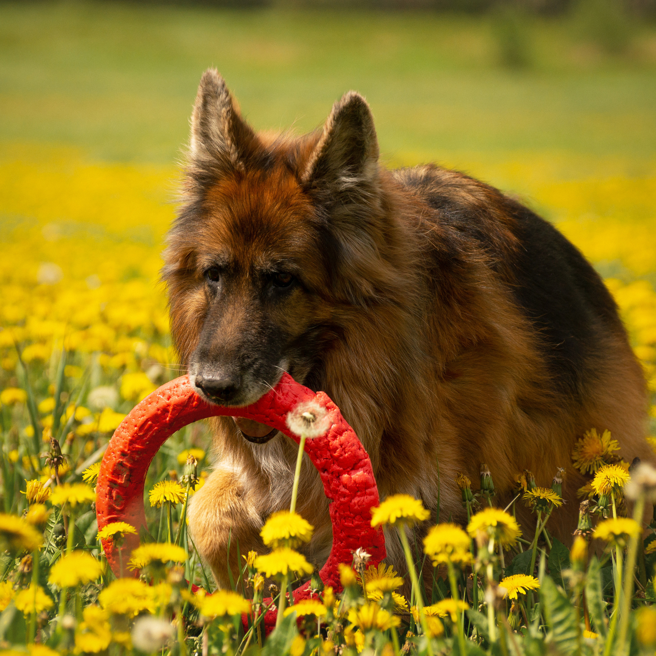Сицилия и Кай