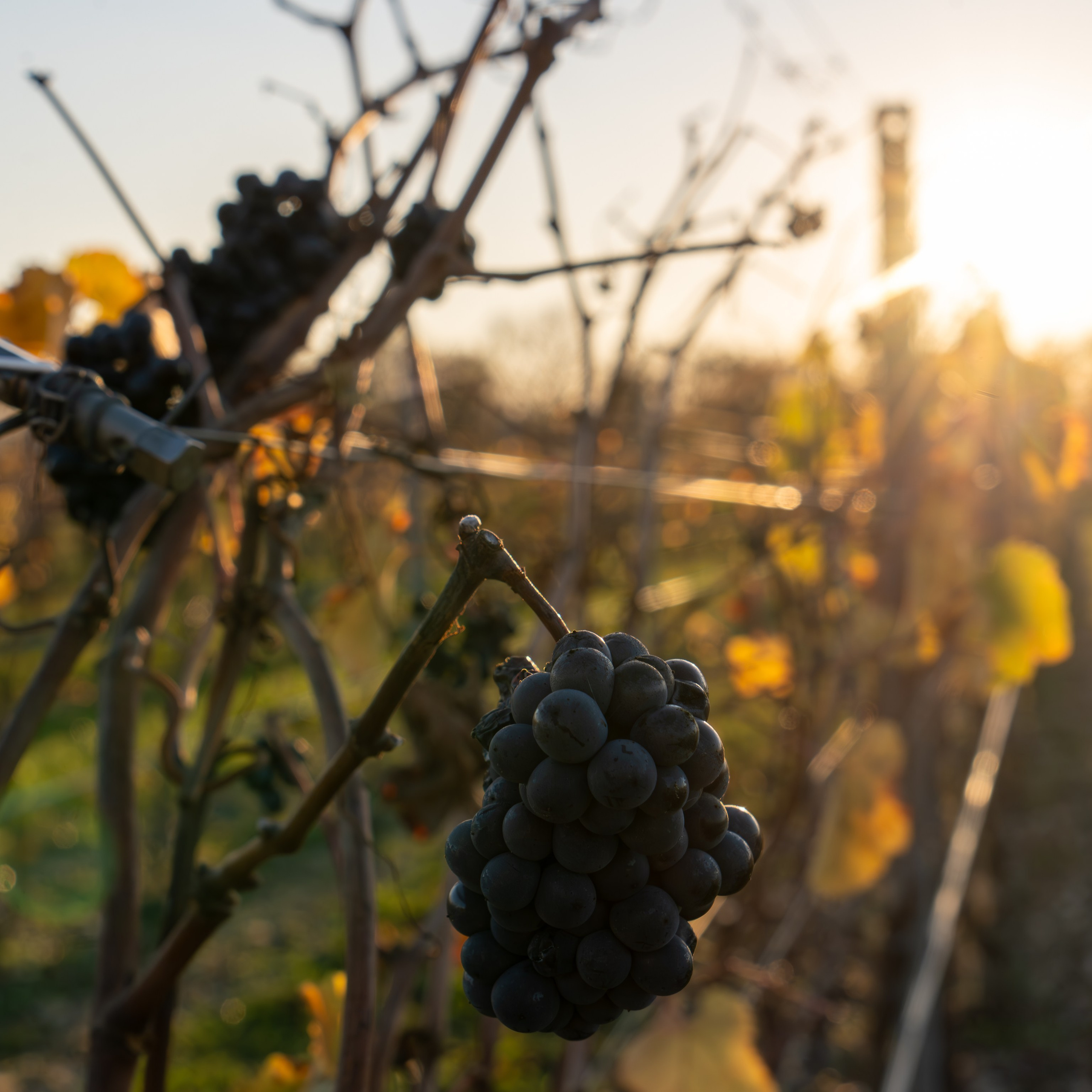 Литературная мастерская с Ольгой Шутовой в «Винотеррии»