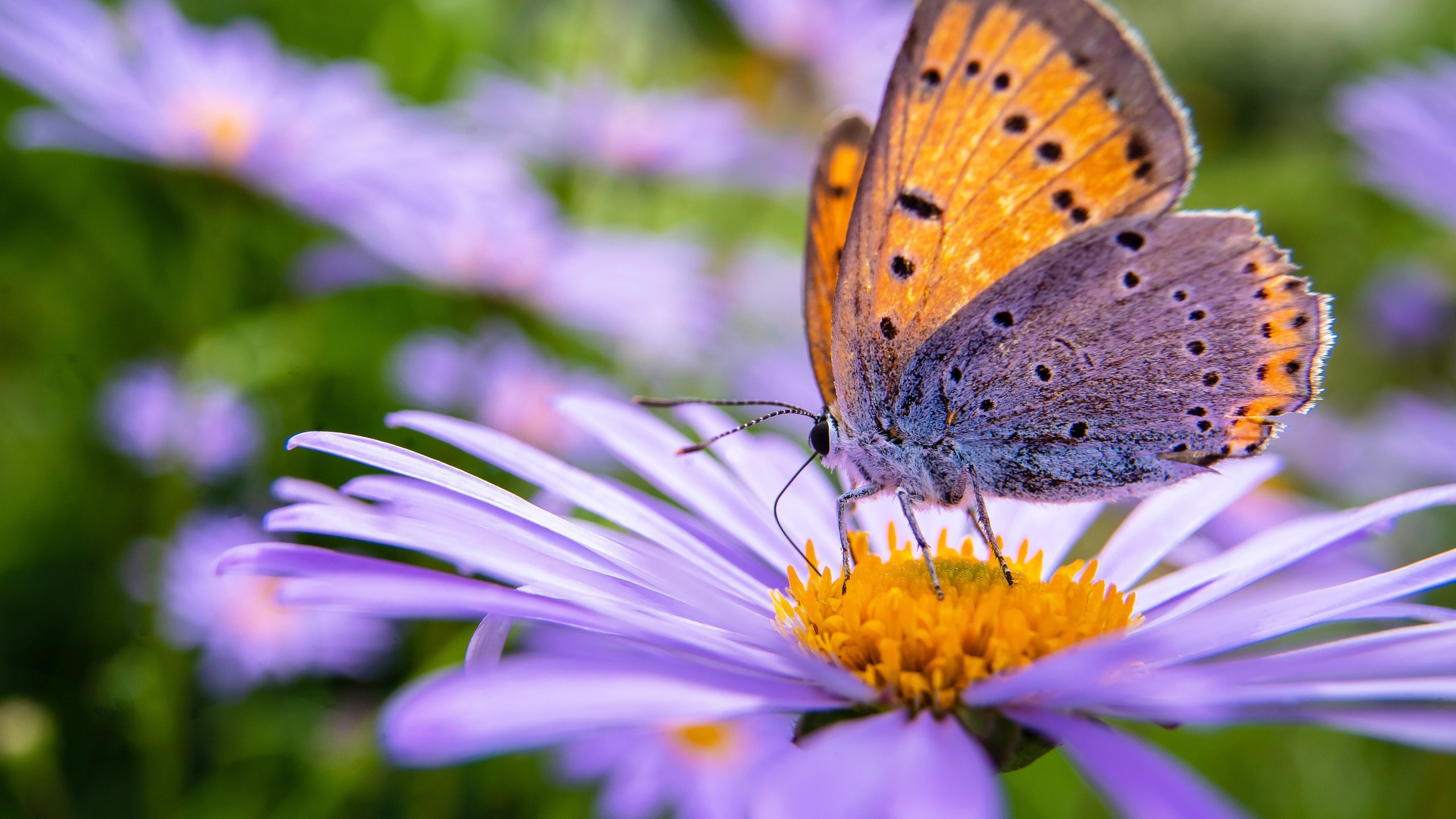 Пейзажи. ФЕСС-ФОТО/ВИДЕО