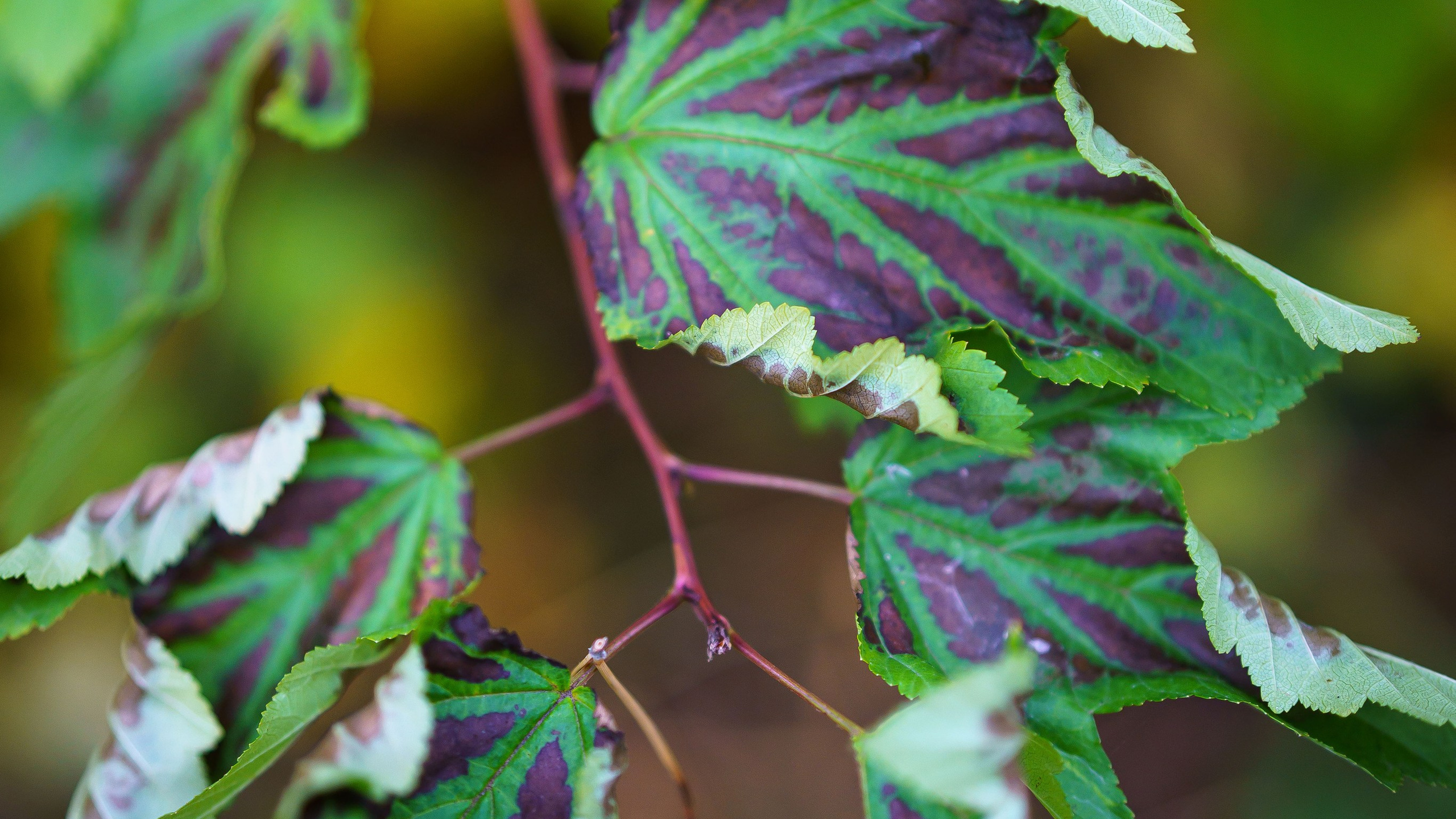 Пейзажи. ФЕСС-ФОТО/ВИДЕО