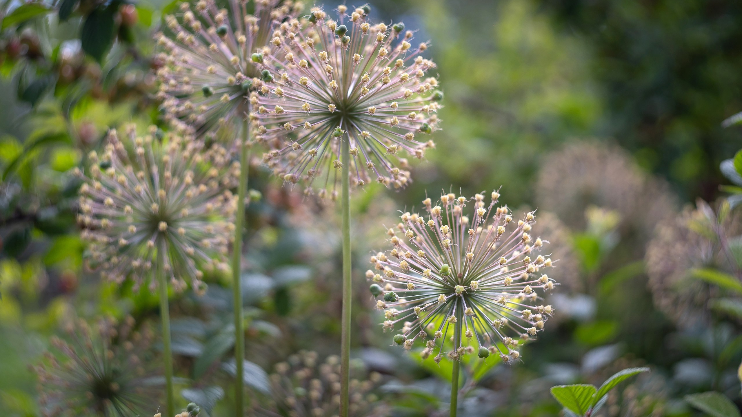 Пейзажи. ФЕСС-ФОТО/ВИДЕО
