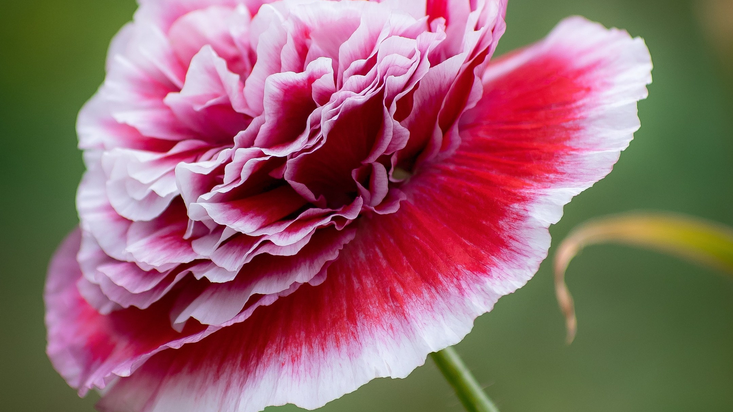 Пейзажи. ФЕСС-ФОТО/ВИДЕО