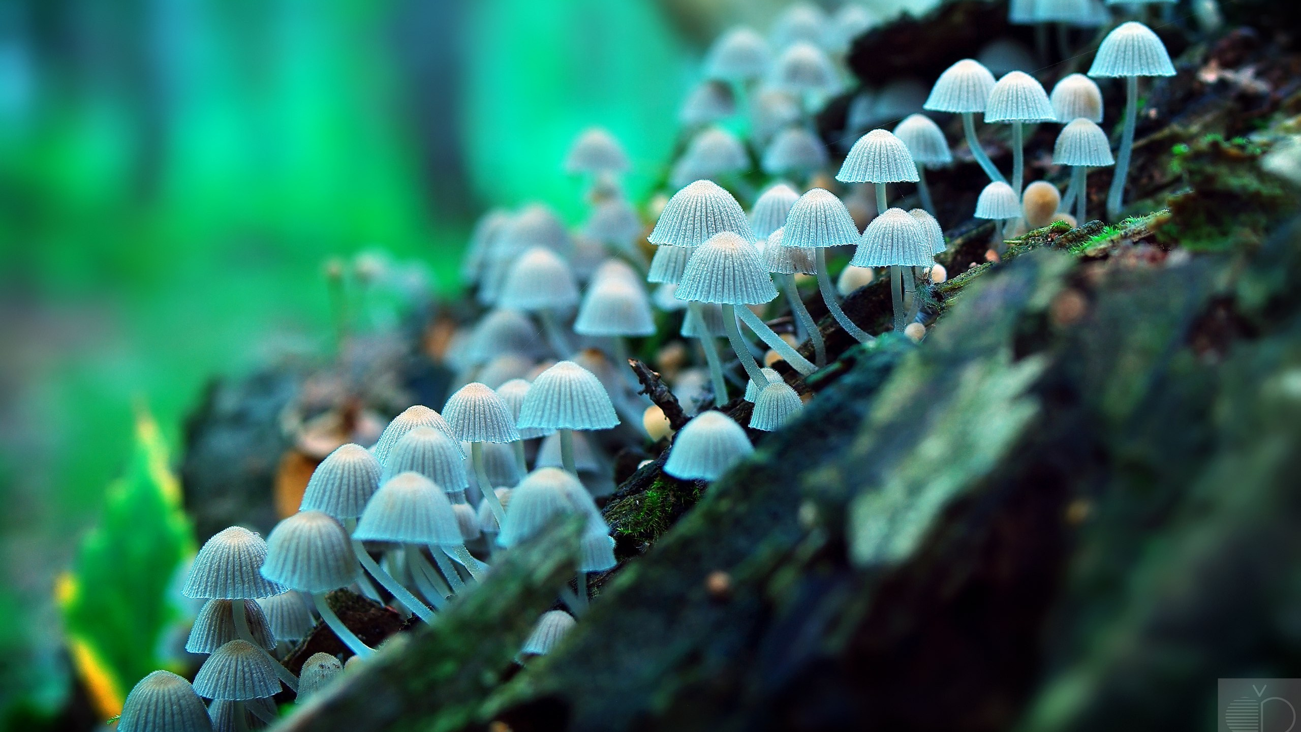 Пейзажи. ФЕСС-ФОТО/ВИДЕО