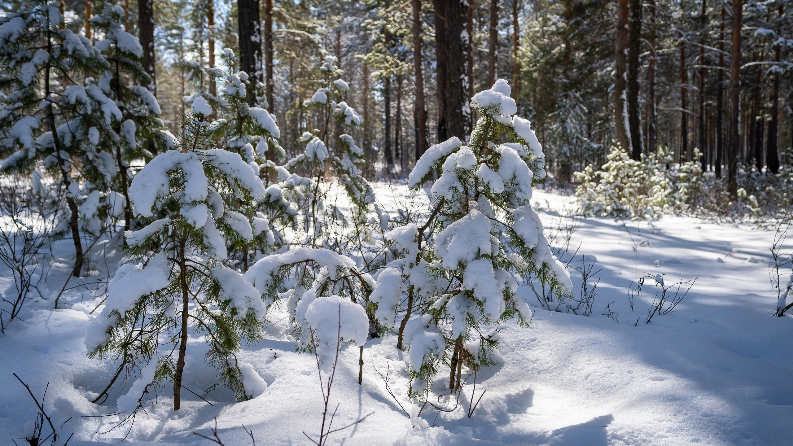 Пейзажи. ФЕСС-ФОТО/ВИДЕО