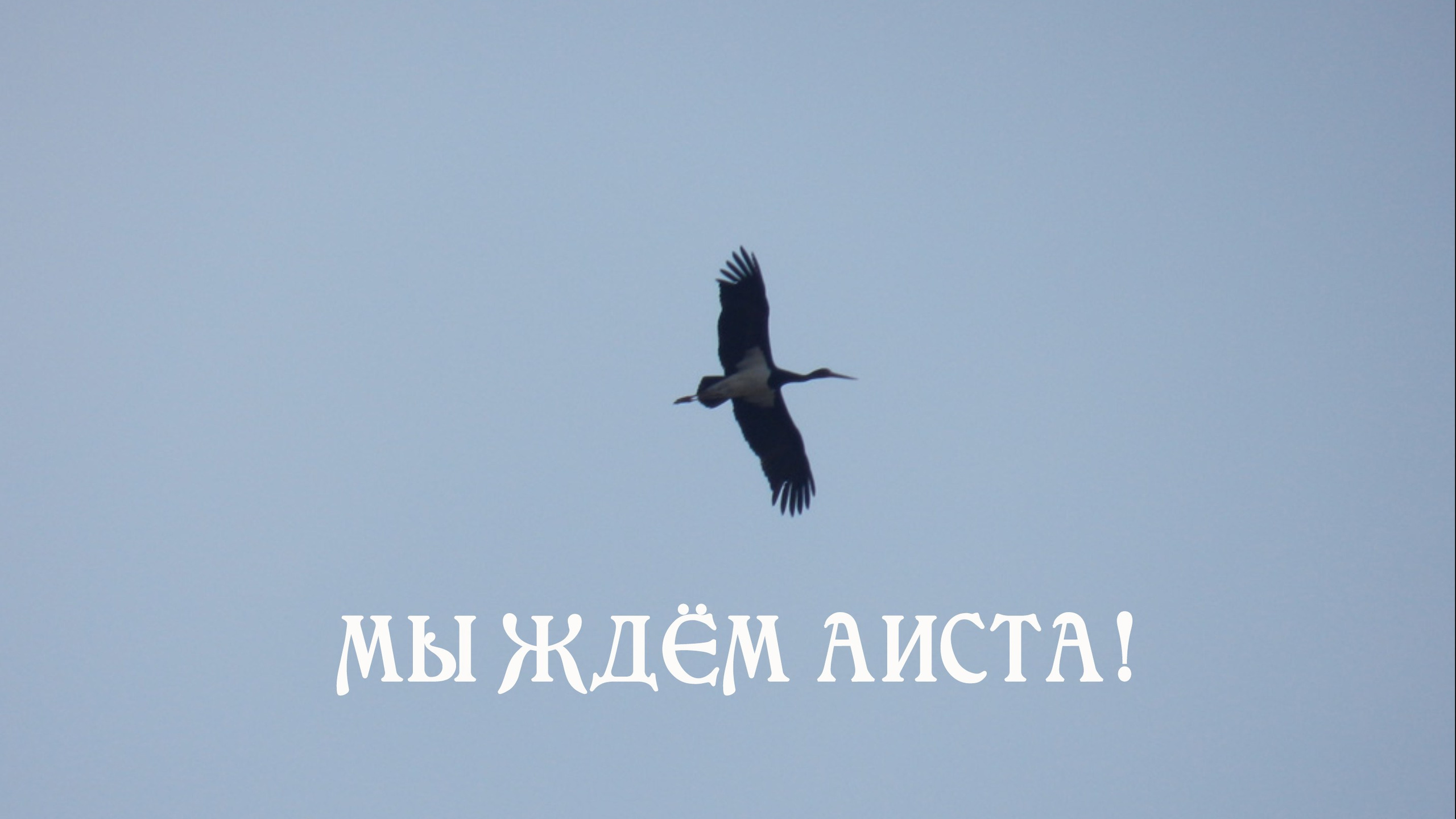 Помёт V. Питомник китайских хохлатых собак Poale Ell: купить щенка