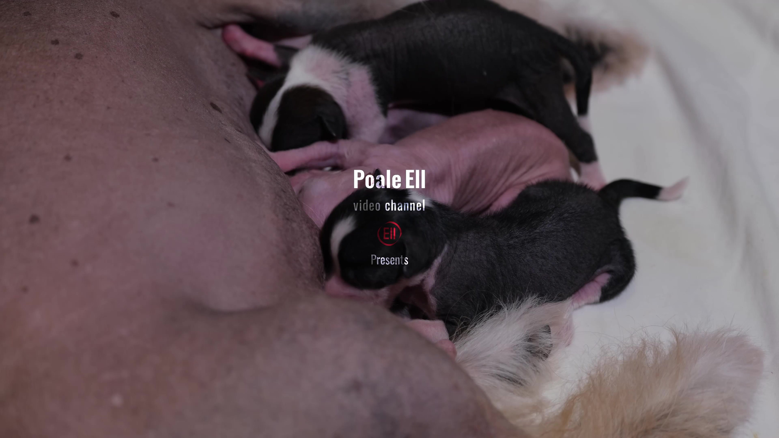 Помёт D | 16.10.2025. Питомник китайских хохлатых собак Poale Ell: купить щенка