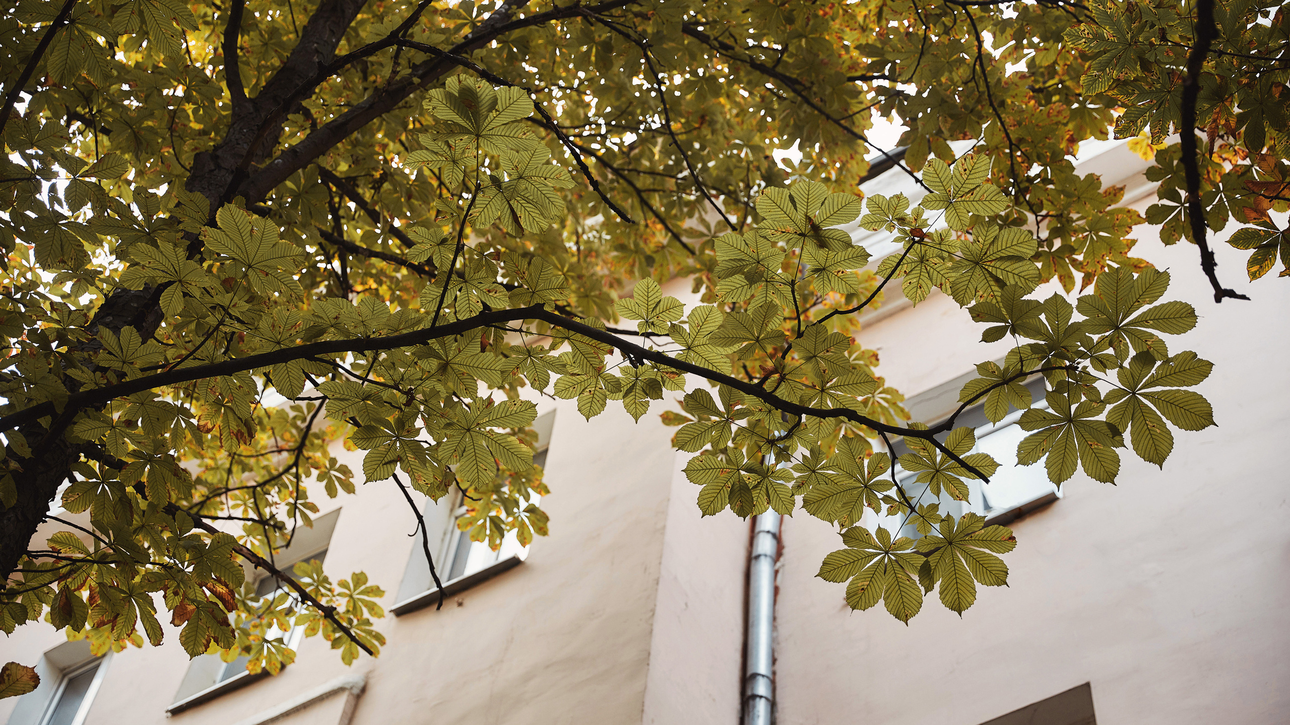 Артём и Виктория. Свадебный и семейный фотограф в Воронеже Алексей Мешалкин