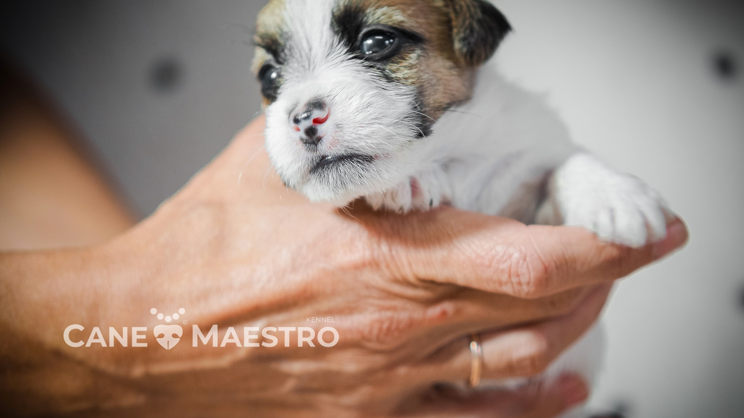 Щенок бело-рыжий джек рассел терьер. КАНЕ МАЭСТРО — питомник Джек рассел терьеров