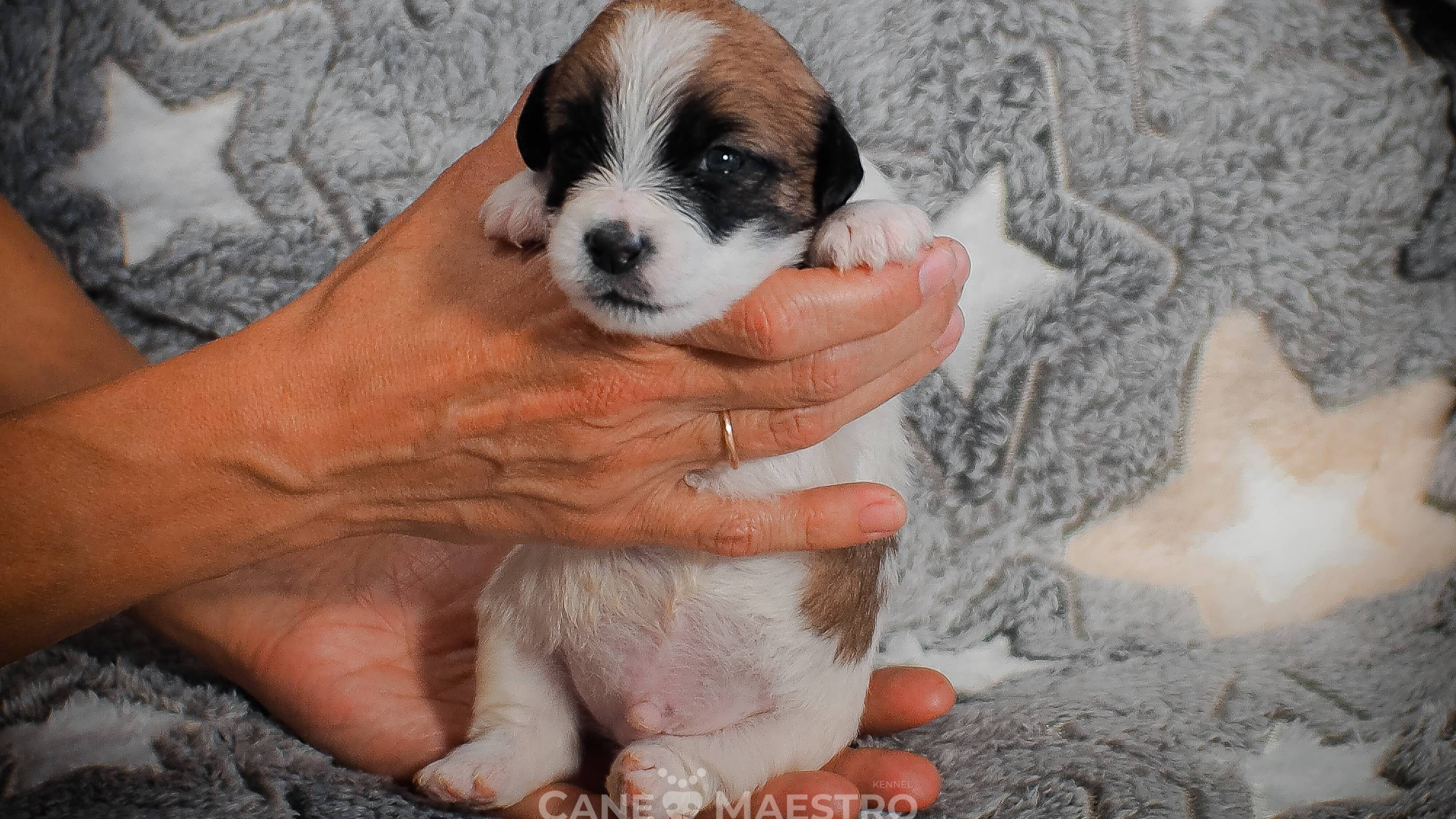 КОБЛ_5_БР_27. CANE MAESTRO — kennel Jack Russell Terrier
