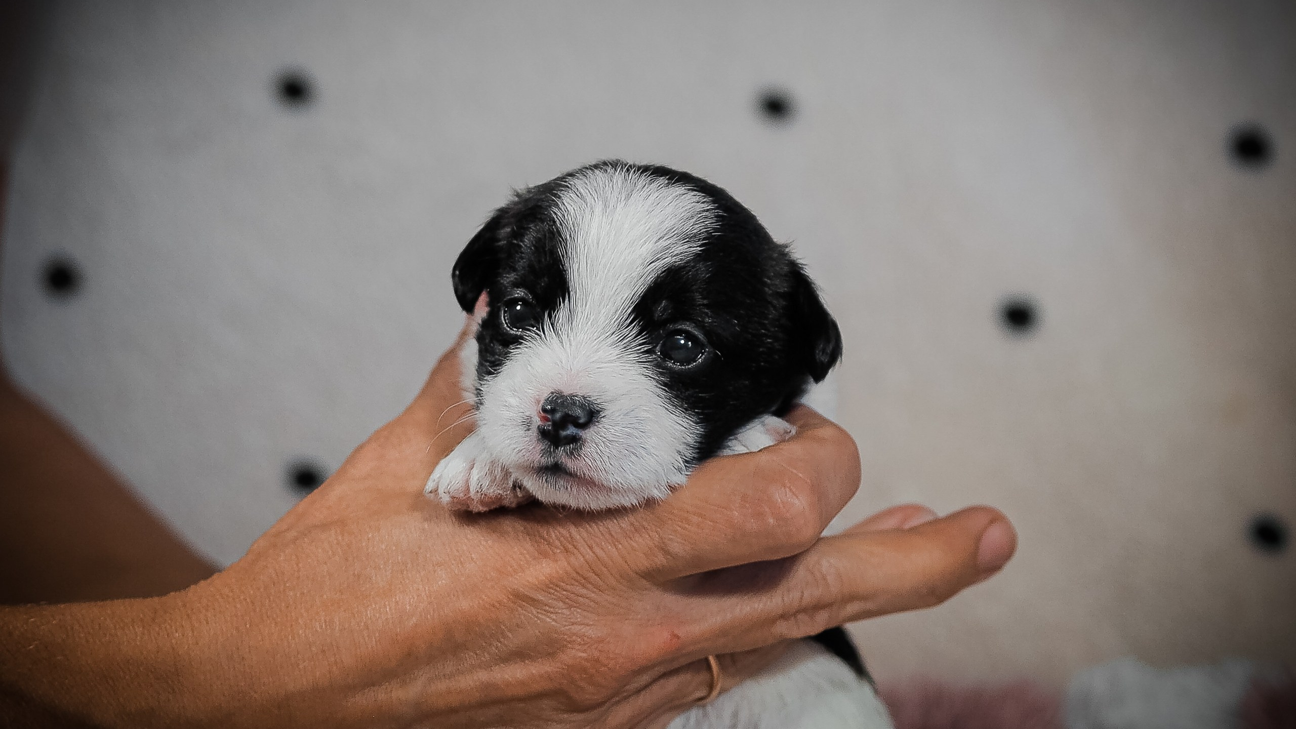 Бело-черная красавица джек-рассел-терьер. КАНЕ МАЭСТРО — питомник Джек рассел терьеров