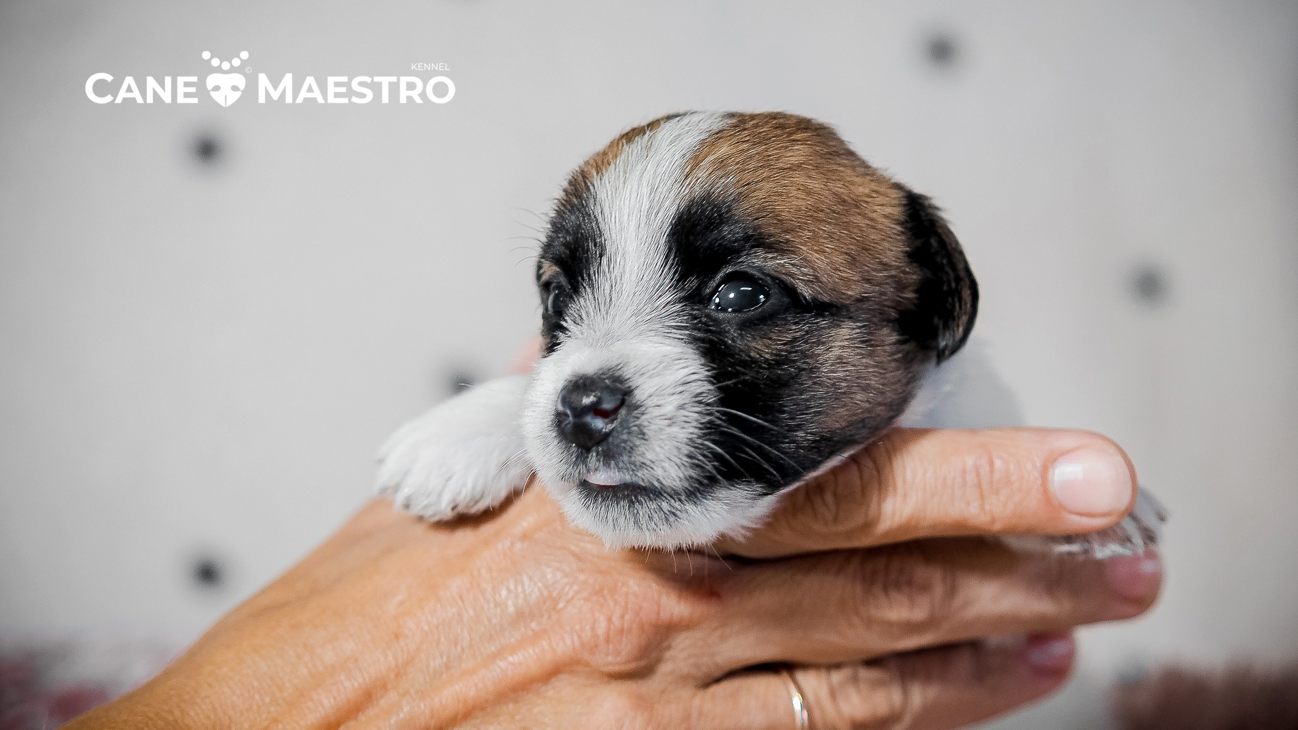 X_female_2_b-t. CANE MAESTRO — kennel Jack Russell Terrier