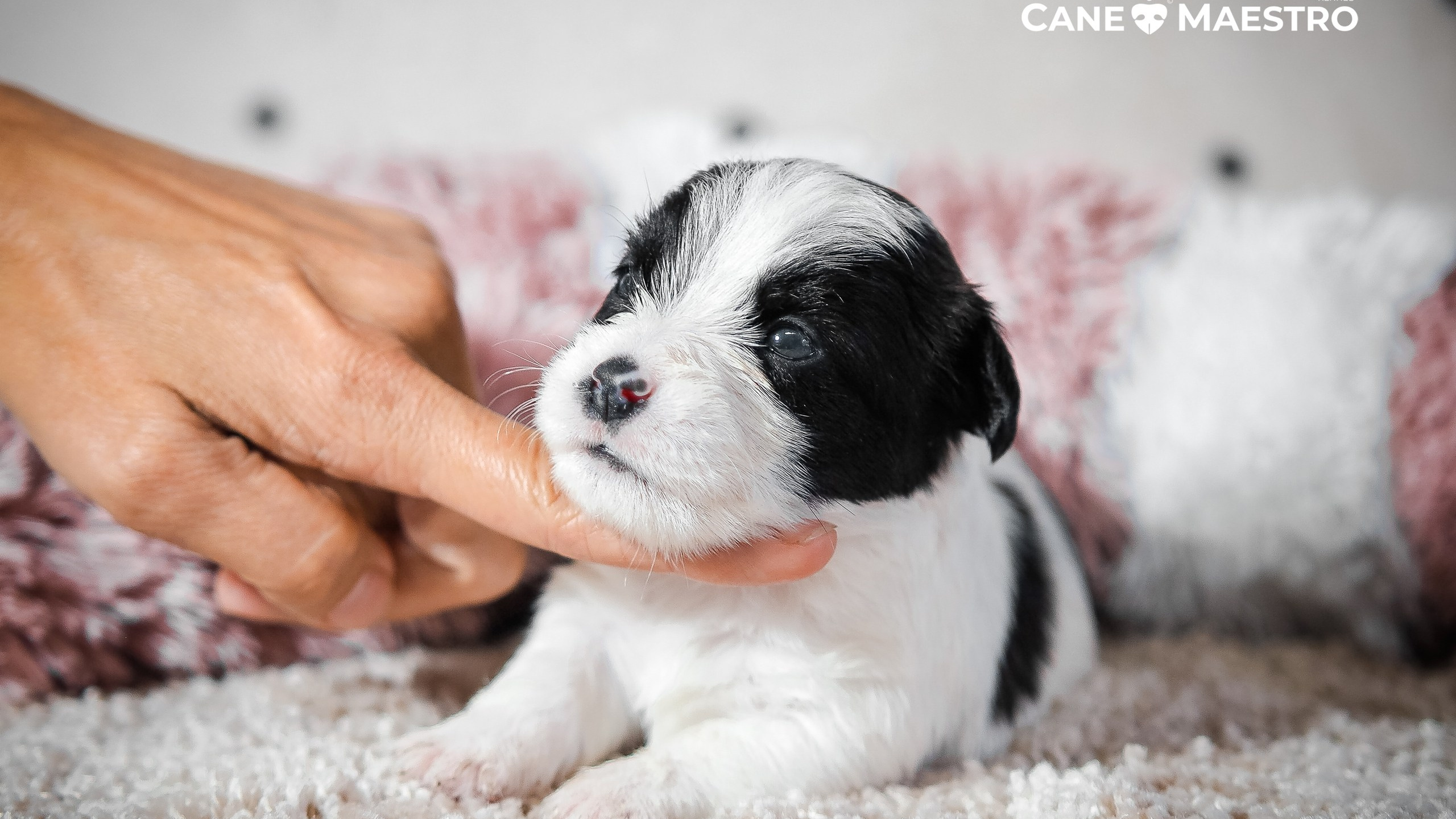 X_КОБЛ_4_БЕЛ_ЧЕРН. CANE MAESTRO — kennel Jack Russell Terrier