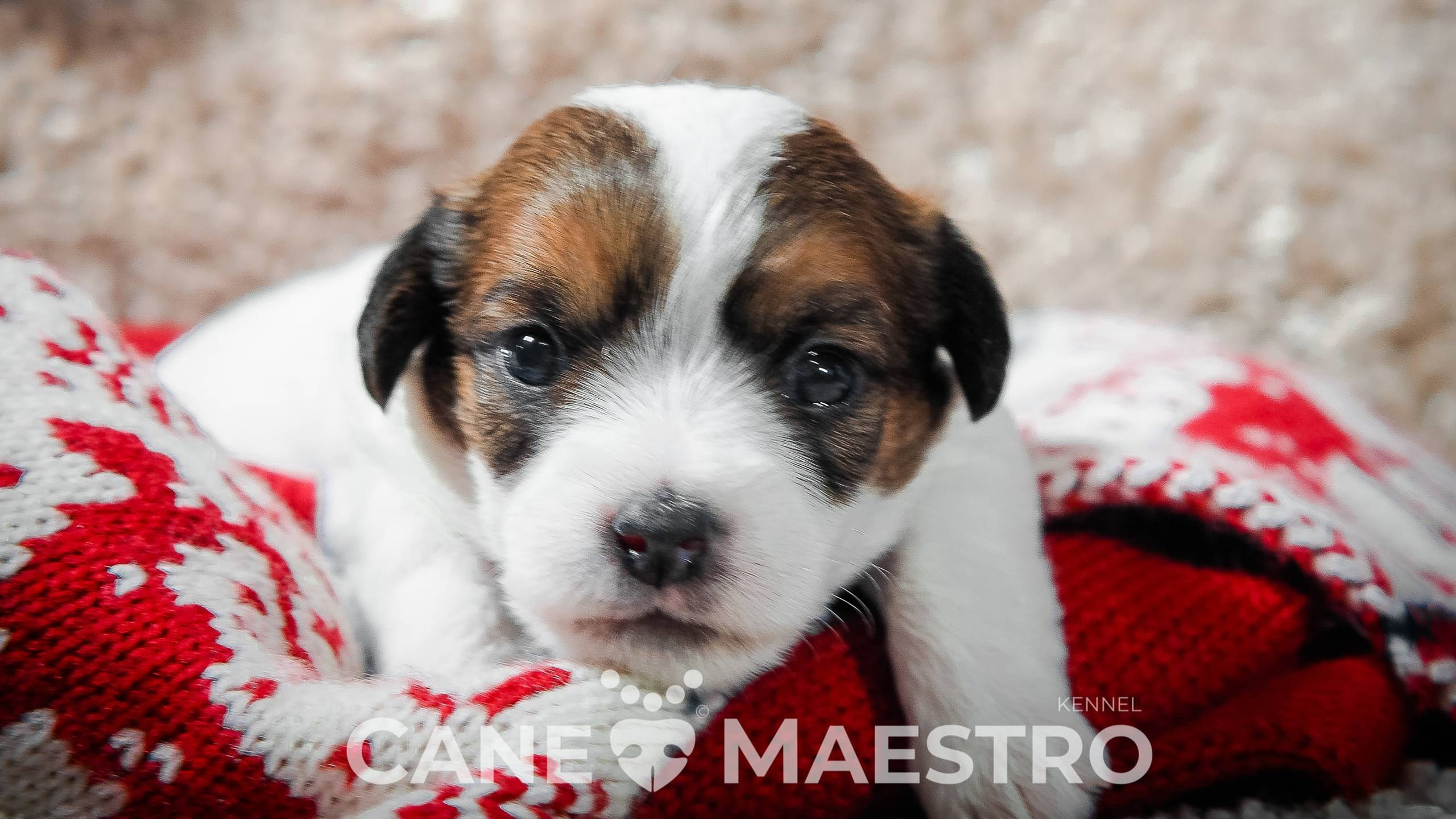 3КОБЛ_СНЕГОВИК. CANE MAESTRO — kennel Jack Russell Terrier