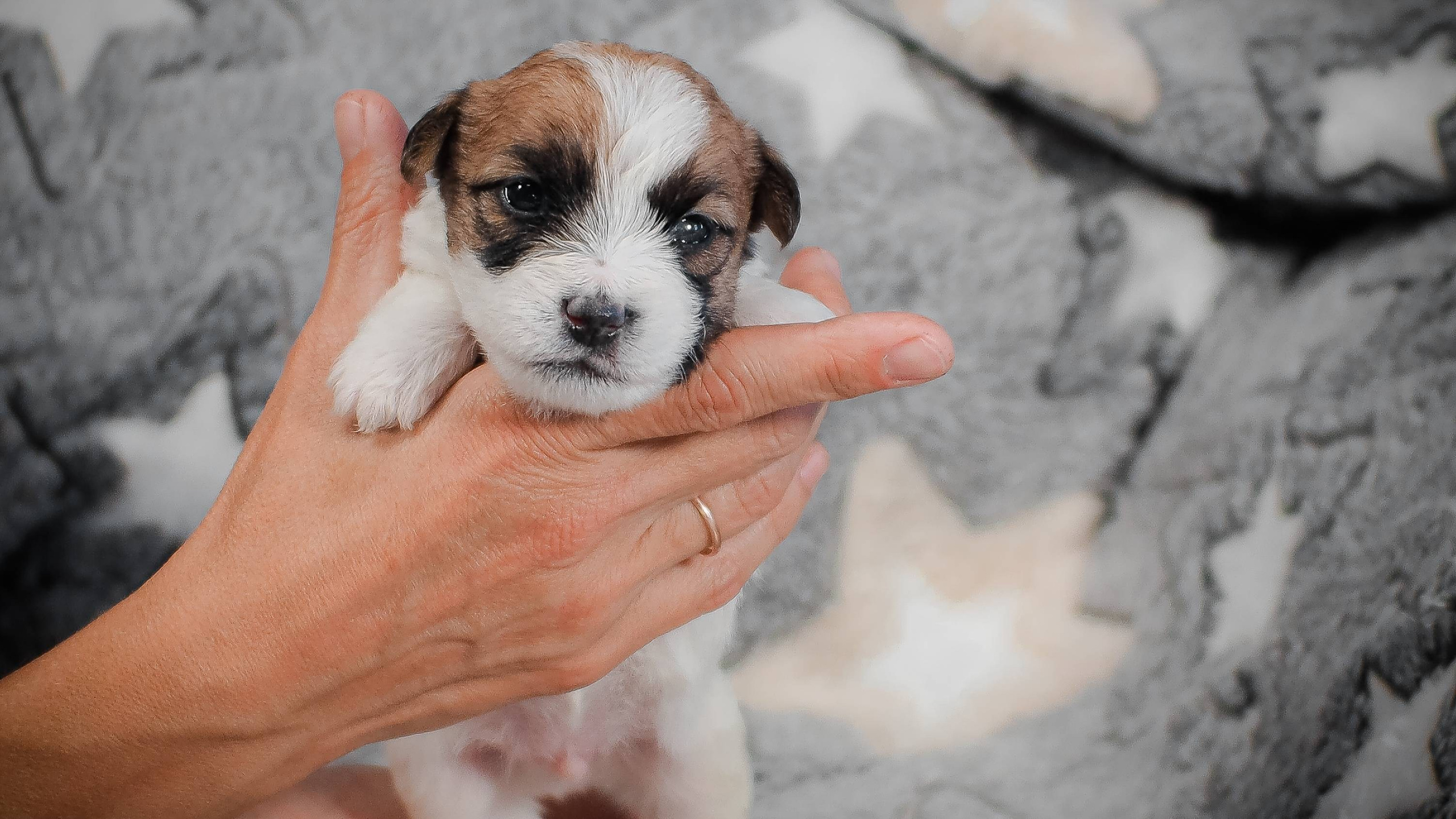 КобельZ1_ДРТ_брыж_27_08_25. CANE MAESTRO — kennel Jack Russell Terrier