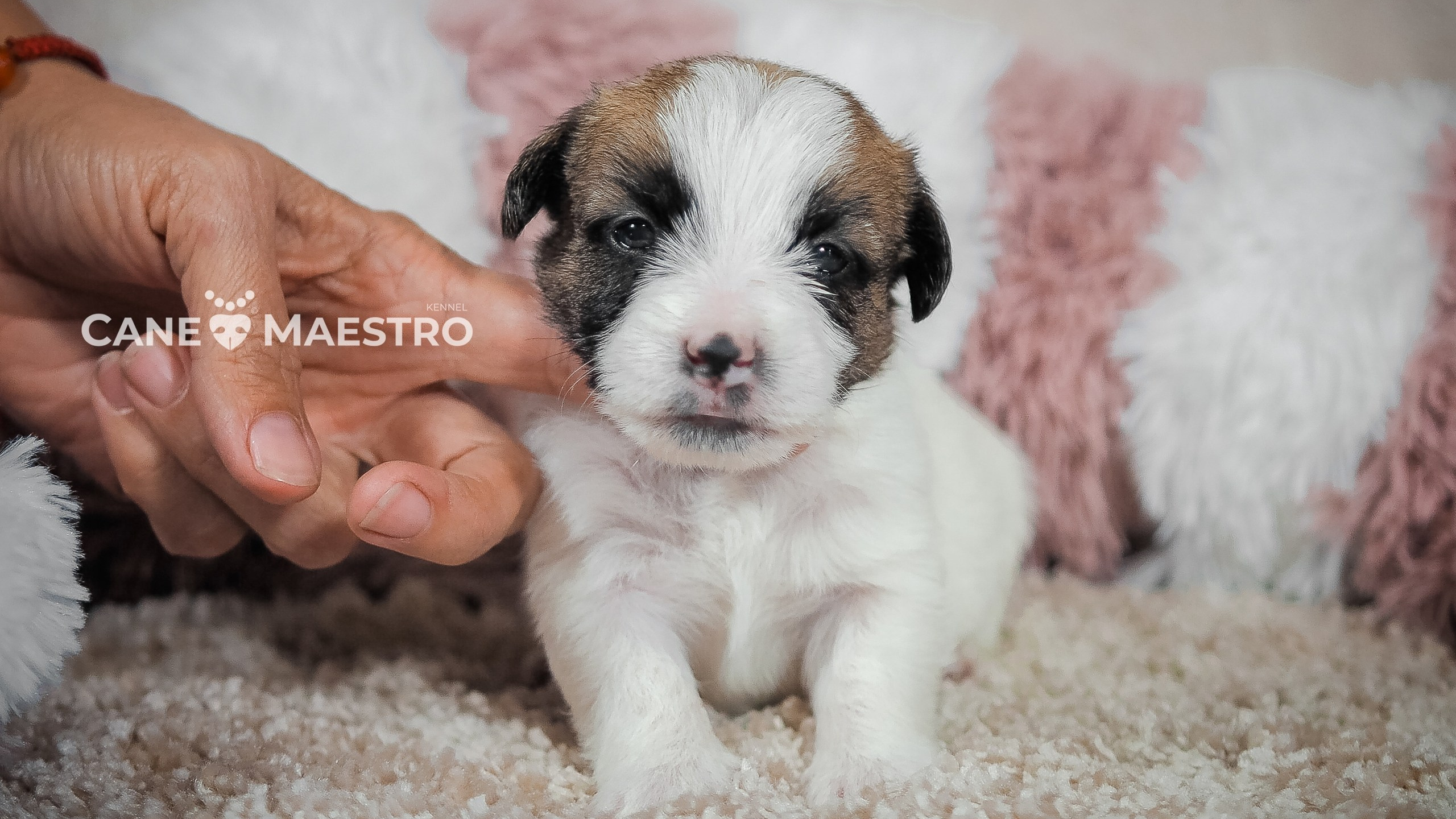 Щенок кобель ДРТ. КАНЕ МАЭСТРО — питомник Джек рассел терьеров