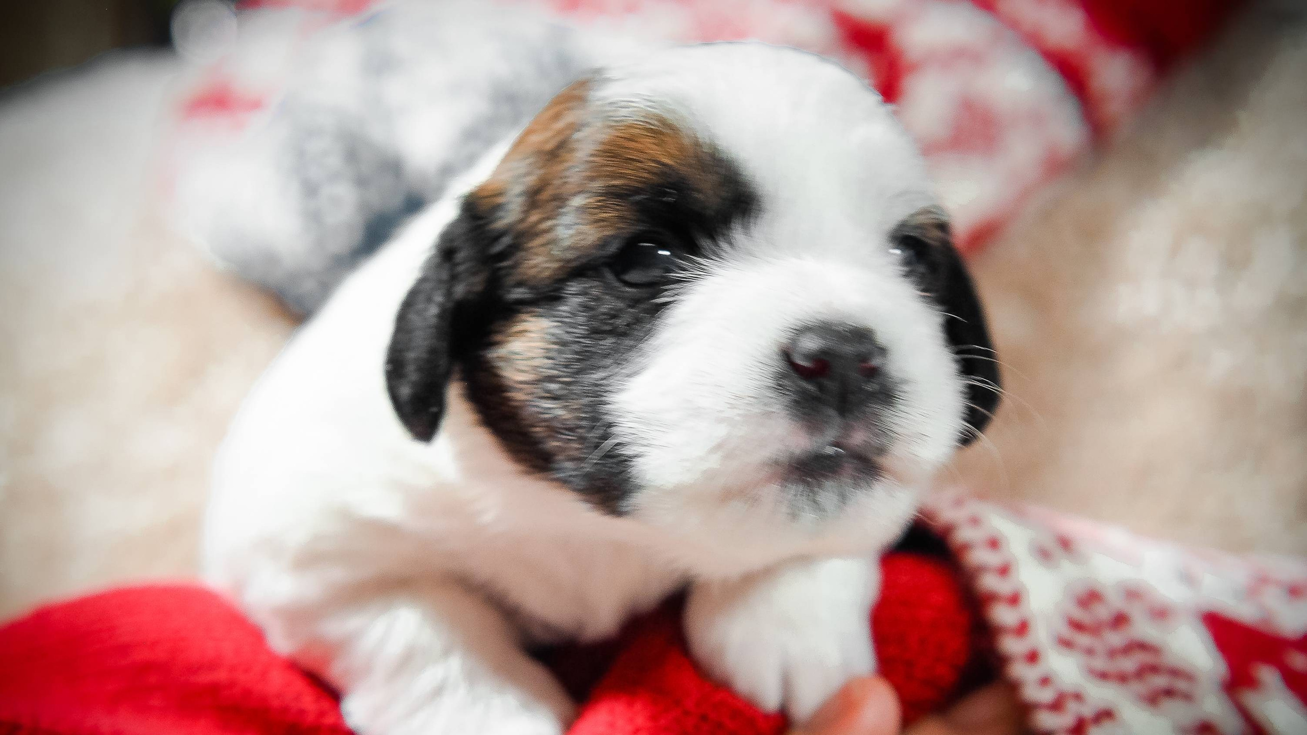 3_Девочка_СНЕЖНАЯ_Ц. CANE MAESTRO — kennel Jack Russell Terrier