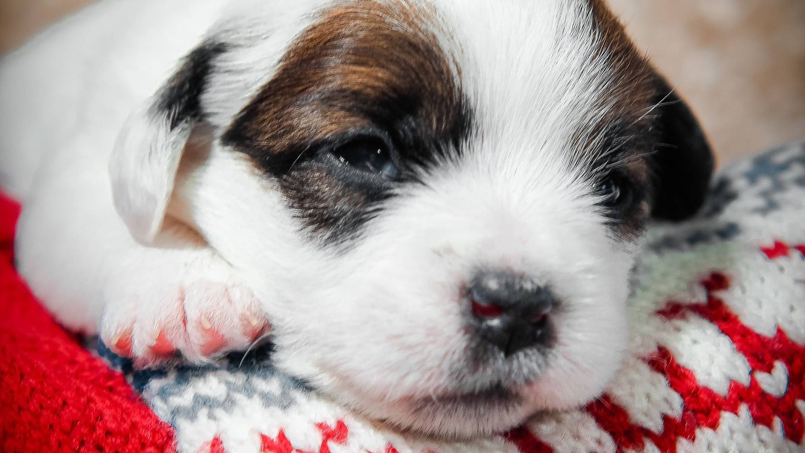 1КОБЛ_МОНОКЛЬ_Ц_ЛИТТЕР. CANE MAESTRO — kennel Jack Russell Terrier