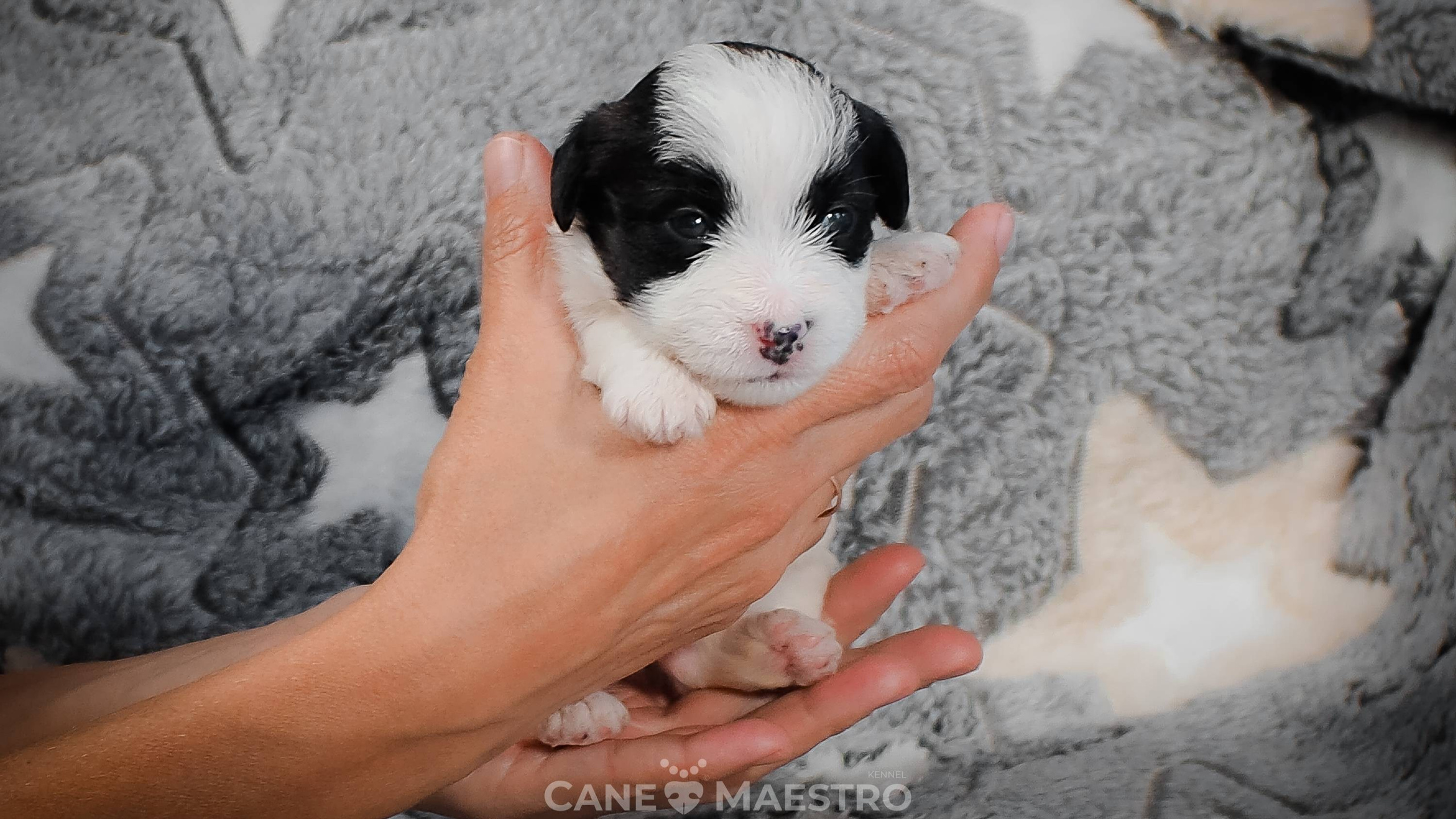 КОБZ_4_ЧБ_27_08_25. CANE MAESTRO — kennel Jack Russell Terrier