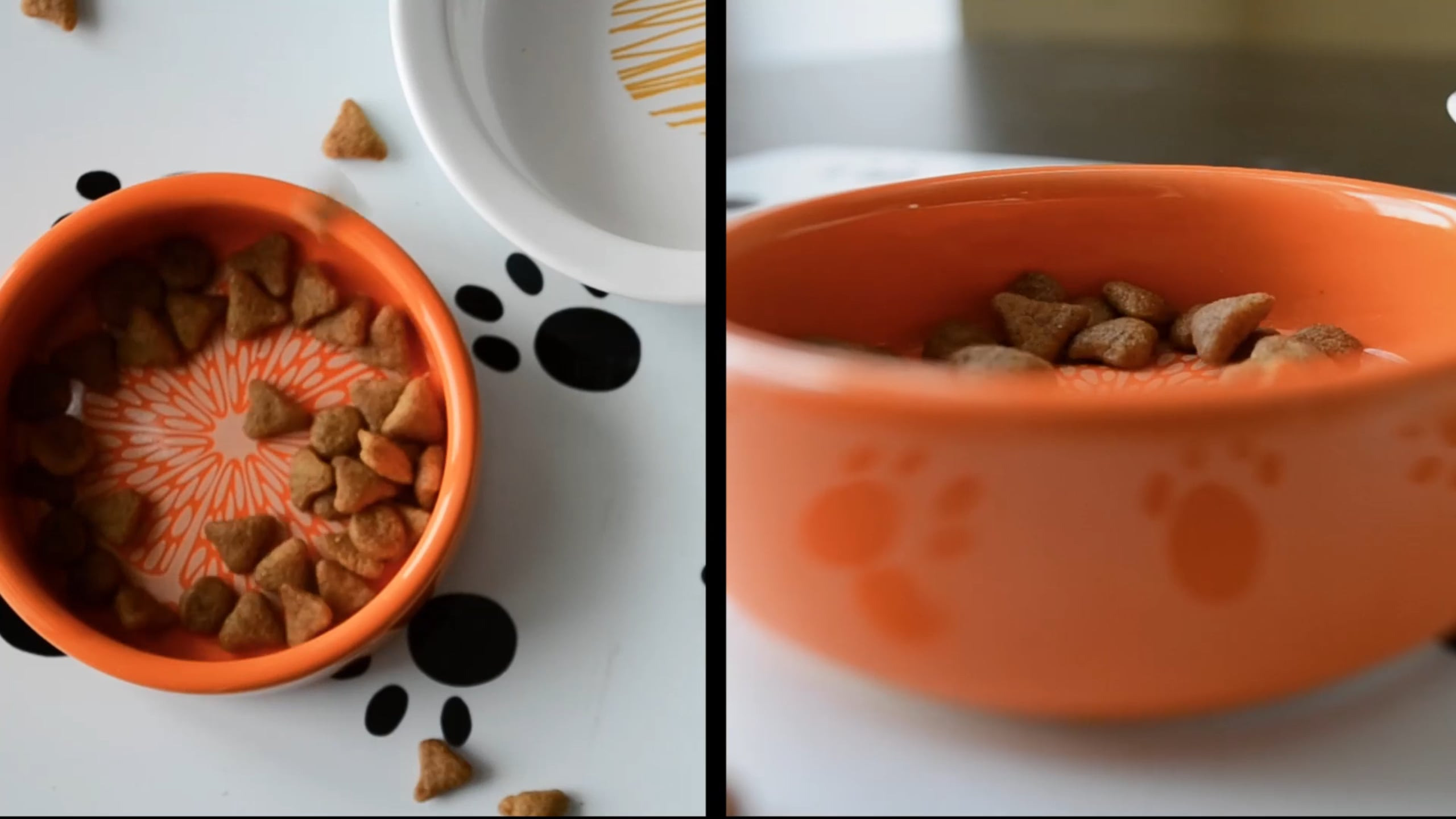 Заставка. Интернет-магазин товаров для питомцев. Семейный и коммерческий видеограф в Перми Зинченко Татьяна