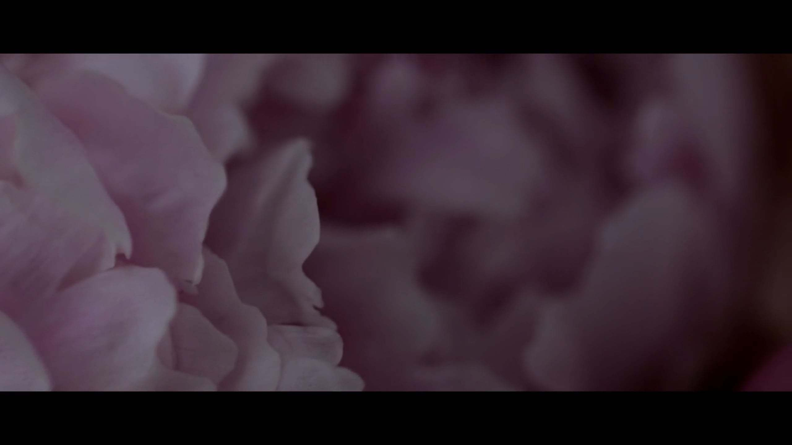 Видео. Wedding photographer Valeriy Solonskiy