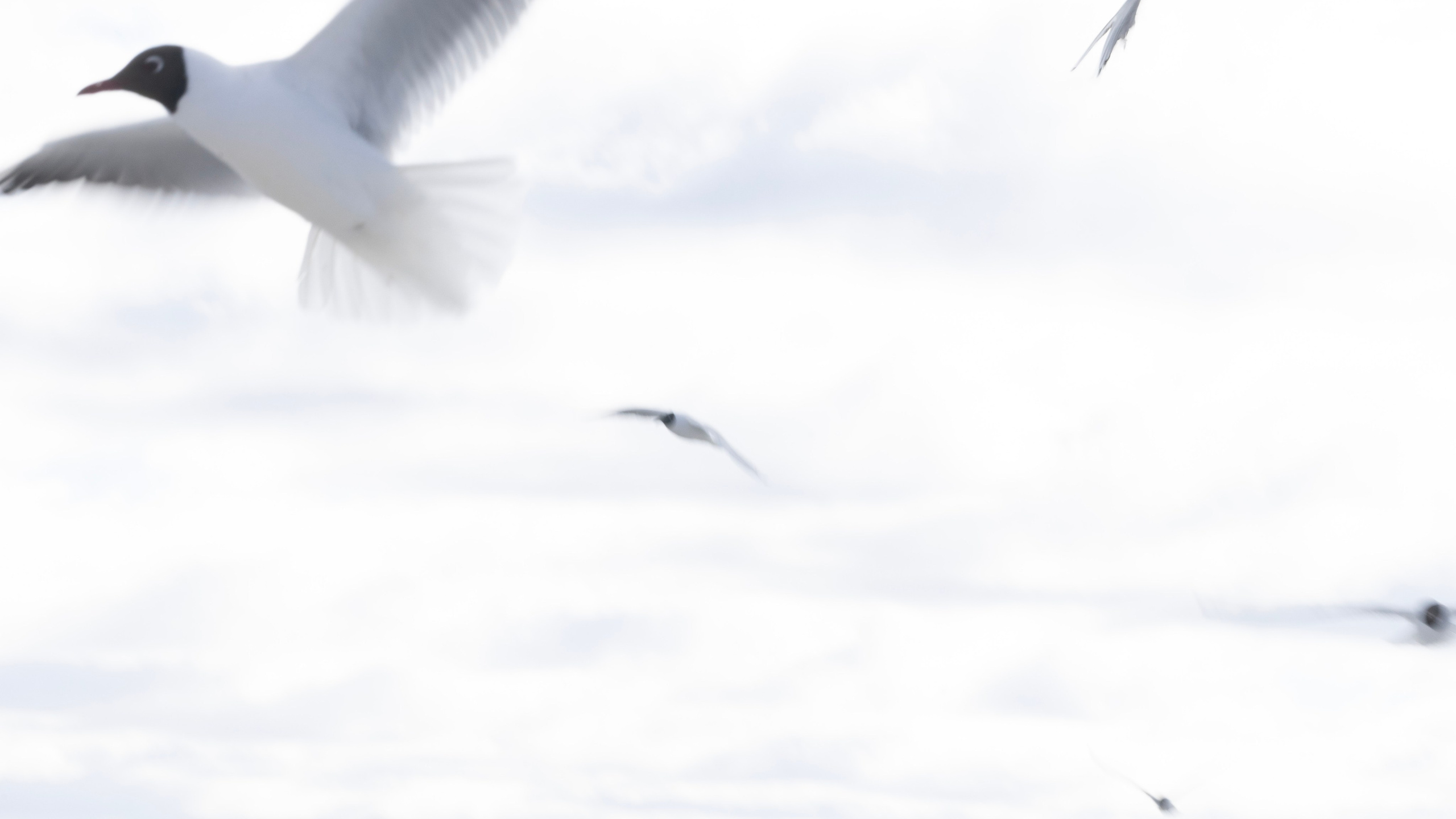 Апрелёт. Фотограф из Санкт-Петербурга