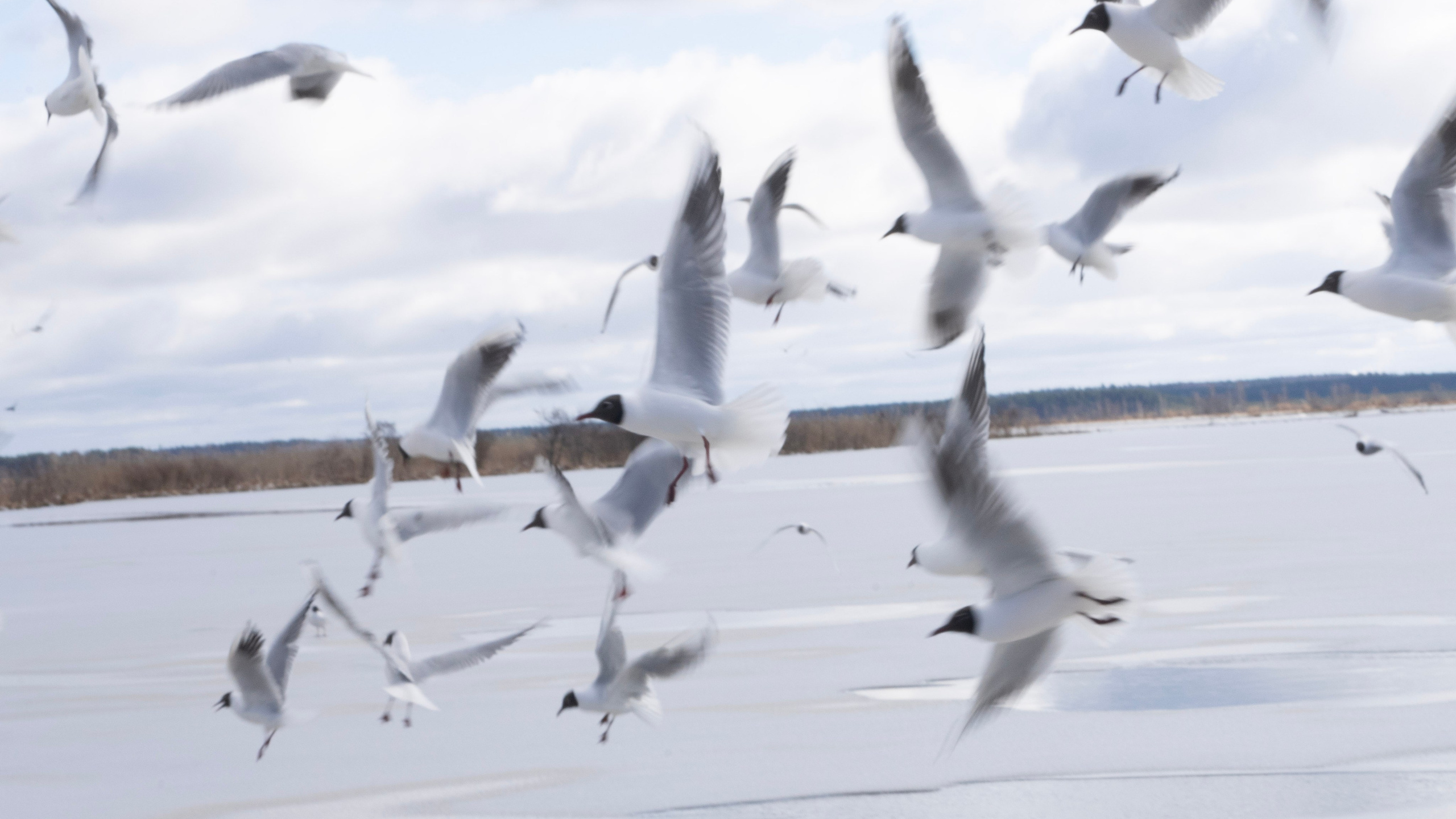 Апрелёт. Фотограф из Санкт-Петербурга